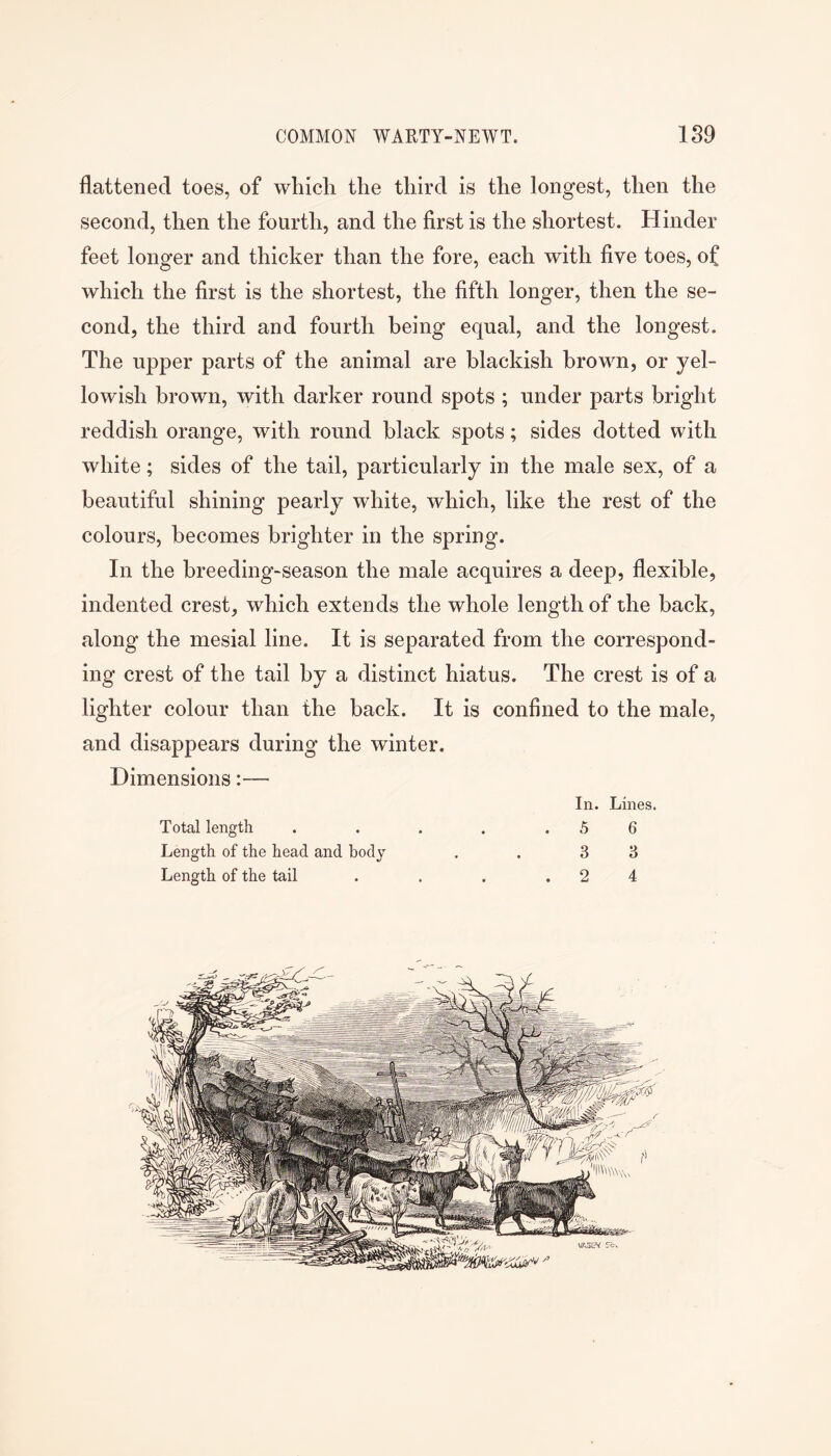 flattened toes, of which the third is the longest, then the second, then the fourth, and the first is the shortest. Hinder feet longer and thicker than the fore, each with five toes, of which the first is the shortest, the fifth longer, then the se- cond, the third and fourth being equal, and the longest. The upper parts of the animal are blackish brown, or yel- lowish brown, with darker round spots ; under parts bright reddish orange, with round black spots; sides dotted with white; sides of the tail, particularly in the male sex, of a beautiful shining pearly white, which, like the rest of the colours, becomes brighter in the spring. In the breeding-season the male acquires a deep, flexible, indented crest, which extends the whole length of the back, along the mesial line. It is separated from the correspond- ing crest of the tail by a distinct hiatus. The crest is of a lighter colour than the back. It is confined to the male, and disappears during the winter. Dimensions:— In. Lines. Total length . . . . .56 Length of the head and body . . 3 3 Length of the tail . . . .24