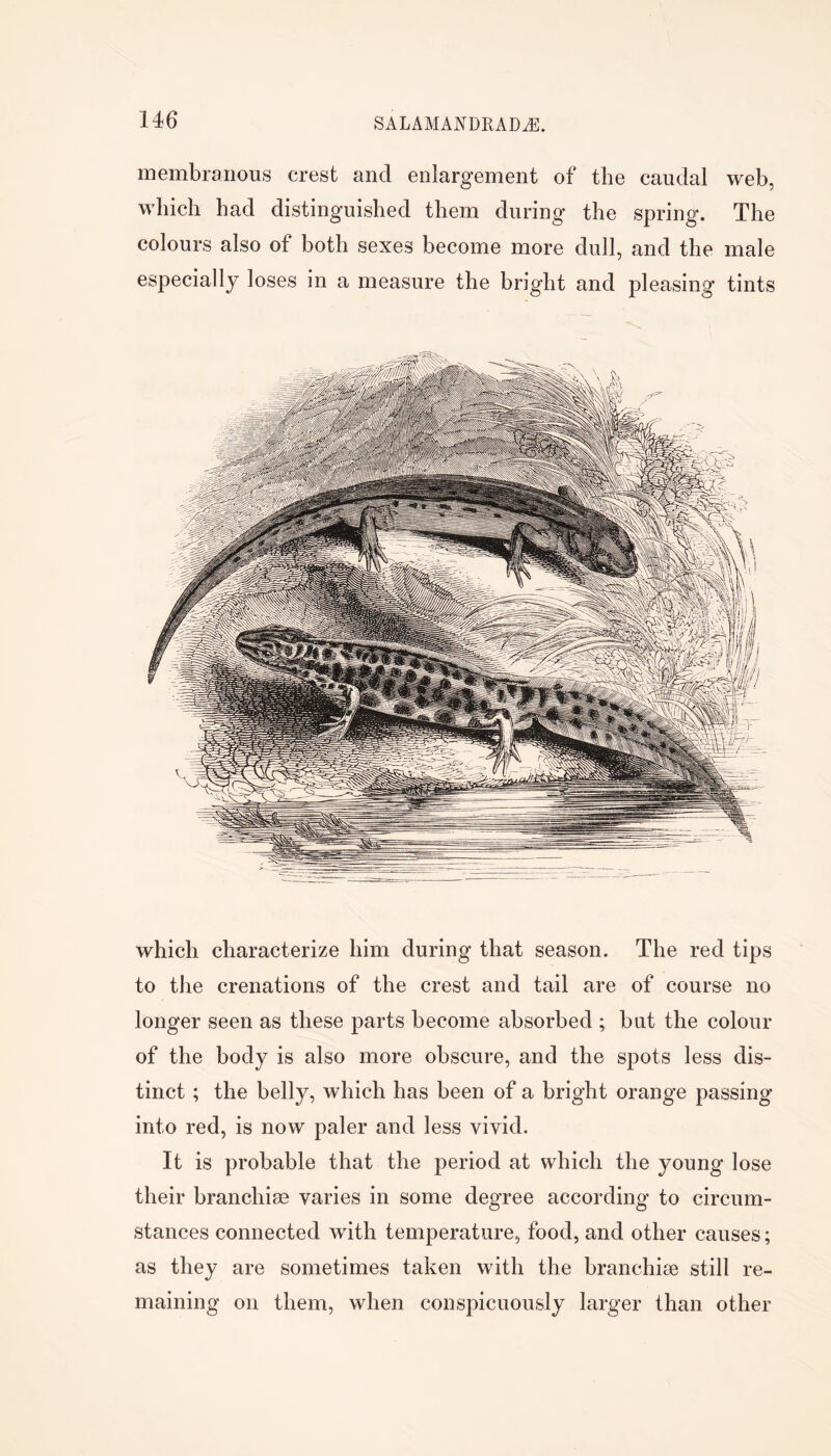 membranous crest and enlargement of the caudal web, which had distinguished them during the spring. The colours also of both sexes become more dull, and the male especially loses in a measure the bright and pleasing tints which characterize him during that season. The red tips to the crenations of the crest and tail are of course no longer seen as these parts become absorbed ; but the colour of the body is also more obscure, and the spots less dis- tinct ; the belly, which has been of a bright orange passing into red, is now paler and less vivid. It is probable that the period at which the young lose their branchiae varies in some degree according to circum- stances connected with temperature, food, and other causes; as they are sometimes taken with the branchiae still re- maining on them, when conspicuously larger than other