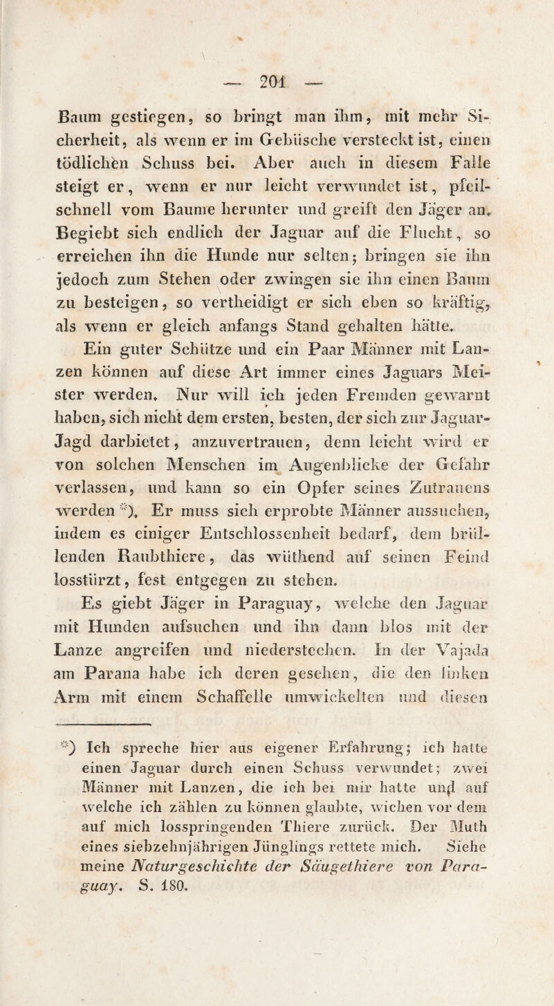 Baum gestiegen, so bringt man ihm, mit mehr Si¬ cherheit, als wenn er im Gebüsche versteckt ist, einen tödlichen Schuss bei. Aber auch in diesem Falle steigt er, wenn er mir leicht verwundet ist, pfeil¬ schnell vom Baume herunter und greift den Jager an* Begiebt sich endlich der Jaguar auf die Flucht, so erreichen ihn die Hunde nur selten ; bringen sie ihn jedoch zum Stehen oder zwingen sie ihn einen Baum zu besteigen, so vertheidigt er sich eben so kräftig, als wenn er gleich anfangs Stand gehalten hätte. Ein guter Schütze und ein Paar Männer mit Lan¬ zen können auf diese Art immer eines Jaguars Mei¬ ster werden, Nur will ich jeden Fremden gewarnt haben, sich nicht dem ersten, besten, der sich zur Jaguar- Jagd darbietet, anzuvertrauen, denn leicht wird er von solchen Menschen im Augenblicke der Gefahr verlassen, und kann so ein Opfer seines Zutrauens werden *), Er muss sich erprobte Männer aussuchen, indem es einiger Entschlossenheit bedarf, dem brül¬ lenden Raubthiere, das wüthend auf seinen Feind losstürzt, fest entgegen zu stehen. Es giebt Jäger in Paraguay, wre!che den Jaguar mit Hunden aufsuchen und ihn dann blos mit der Lanze angreifen und niederstechen. In der Vajada am Parana habe ich deren gesehen, die den linken Arm mit einem Schaffelle umwickelten und diesen Ich spreche hier aus eigener Erfahrung; ich halte einen Jaguar durch einen Schuss verwundet; zwei Männer mit Lanzen, die ich bei mir hatte uii(l auf welche ich zählen zu können glaubte, wichen vor dem auf mich losspringenden Thiere zurück. Der Muth eines siebzehnjährigen Jünglings rettete mich. Siehe meine Naturgeschichte der Säugethiere von Para¬ guay. S. 180.