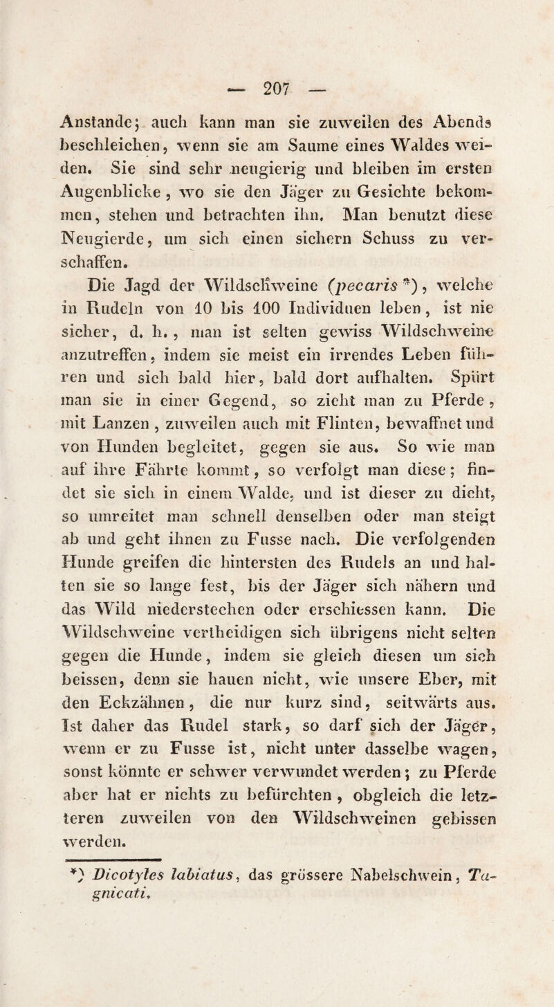 Anstande j auch kann man sie zuweiien des Abends beschleichen, wenn sie am Saume eines Waldes wei¬ den. Sie sind sehr neugierig und bleiben im ersten Augenblicke , wo sie den Jager zu Gesichte bekom¬ men, stehen und betrachten ihn. Man benutzt diese Neugierde, um sich einen sichern Schuss zu ver¬ schaffen. Die Jagd der Wildschweine (pécaris *), welche in Fuideln von 10 bis 100 Individuen leben, ist nie sicher, d. h. , man ist selten gewiss Wildschweine anzutreffen, indem sie meist ein irrendes Leben fuh¬ ren und sich bald hier, bald dort aufhalten. Spurt man sie in einer Gegend, so zieht man zu Pferde, mit Lanzen , zuweilen auch mit Flinten, bewaffnet und von Hunden begleitet, gegen sie aus. So wie man auf ihre Fährte kommt, so verfolgt man diese ; fin¬ det sie sich in einem Walde, und ist dieser zu dicht, so umreitet man schnell denselben oder man steigt ab und geht ihnen zu Fusse nach. Die verfolgenden Hunde greifen die hintersten des Rudels an und hal¬ ten sie so lange fest, bis der Jäger sich nähern und das Wild niederstechen oder ersehiessen kann. Die Wildschweine verlheidigen sich übrigens nicht selten gegen die Hunde, indem sie gleich diesen um sich beissen, denn sie hauen nicht, wie unsere Eber, mit den Eckzähnen, die nur kurz sind, seitwärts aus. Ist daher das Rudel stark, so darf sich der Jäger, wenn er zu Fusse ist, nicht unter dasselbe wagen, sonst könnte er schwer verwundet werden ; zu Pferde aber hat er nichts zu befürchten , obgleich die letz¬ teren zuweilen von den Wildschweinen gebissen werden. *) Dicotyles labicitus, das grössere Nabelschwein, Ta- gnicati.