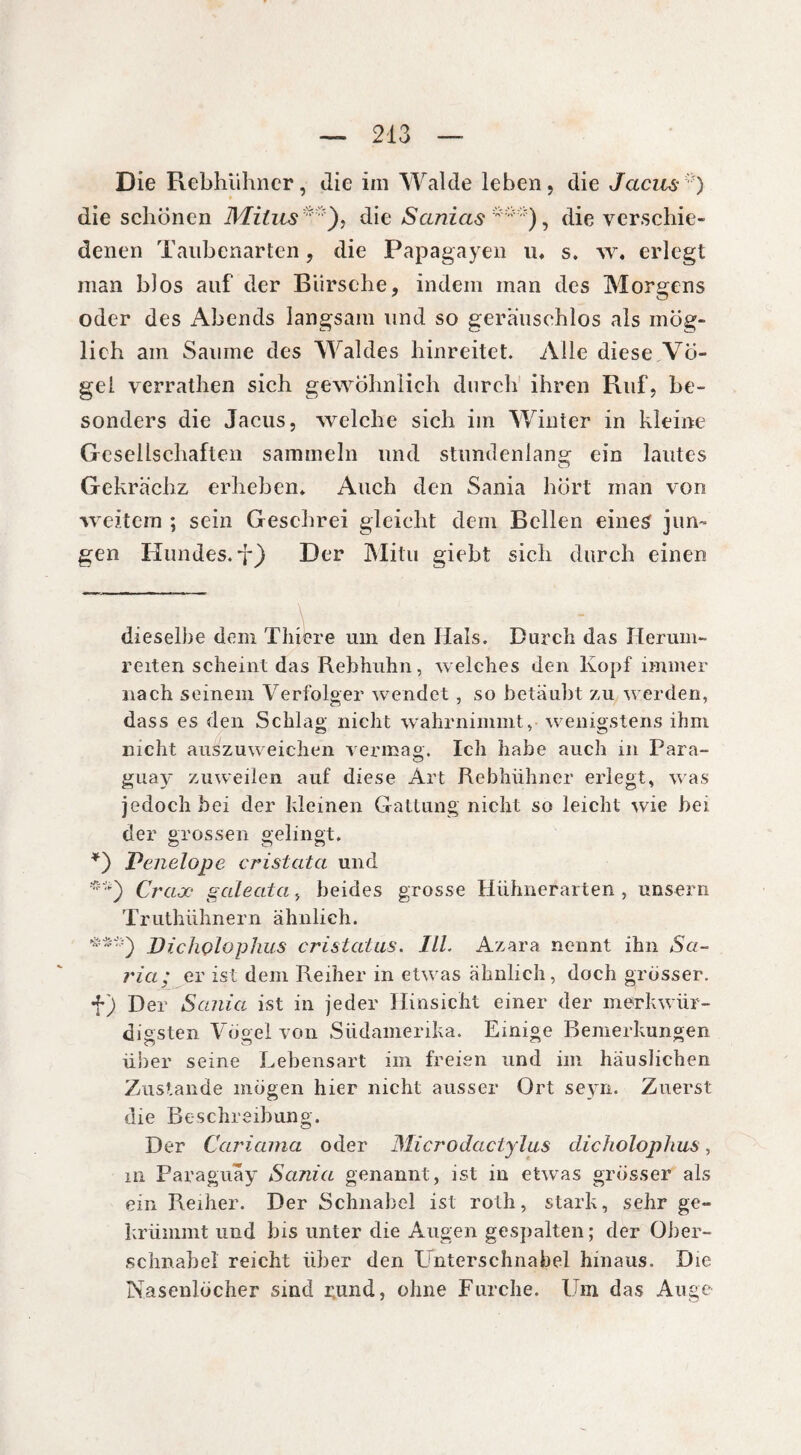 Die Rebhühner, die im Walde leben, die Jacus') die schonen Milus  ), die Sanias ***), die verschie¬ denen Taubenarten, die Papagayen u, s. w. erlegt man blos auf der Biirsehe, indem man des Morgens oder des Abends langsam und so geräuschlos als mög¬ lich am Saume des Waldes hinreitet. Alle diese Vö¬ gel verrathen sich gewöhnlich durch ihren Ruf, be¬ sonders die Jacus, welche sich im Winter in kleine Gesellschaften sammeln und stundenlang ein lautes Gekrächz erheben* * * Auch den Sania hört man von weitem ; sein Geschrei gleicht dem Bellen eines jun¬ gen Hundes, y) Der Mitu giebt sich durch einen dieselbe dem Thiere um den Hals. Durch das Herum¬ reiten scheint das Rebhuhn, welches den lvopf immer nach seinem Verfolger wendet , so betäubt zu werden, dass es den Schlag nicht wahrnimmt, wenigstens ihm nicht auszuweichen vermag. Ich habe auch in Para¬ guay zuweilen auf diese Art Rebhühner erlegt, was jedoch bei der kleinen Gattung nicht so leicht wie bei der grossen gelingt. o o *) Penelope cristcita und Crax gcileatci, beides grosse Hühnerarten , unsern Truthühnern ähnlich. Dichçlophus cri status.. III. Az ara nennt ihn Sa- ria; er ist dem Reiher in etwas ähnlich, doch grösser, f) Der Sania ist in jeder Hinsicht einer der merkwür¬ digsten Vögel von Südamerika. Einige Bemerkungen über seine Lebensart im freien und im häuslichen Zustande mögen hier nicht ausser Ort seyn. Zuerst die Beschreibung. Der Cariama oder Microdactylus dicholophus, in Paraguay Sania genannt, ist in etwas grösser als ein Reiher. Der Schnabel ist rolh, stark, sehr ge¬ krümmt und bis unter die Augen gespalten; der Ober¬ schnabel reicht über den Unterschnabel hinaus. Die Nasenlöcher sind rund, ohne Furche. Um das Auge