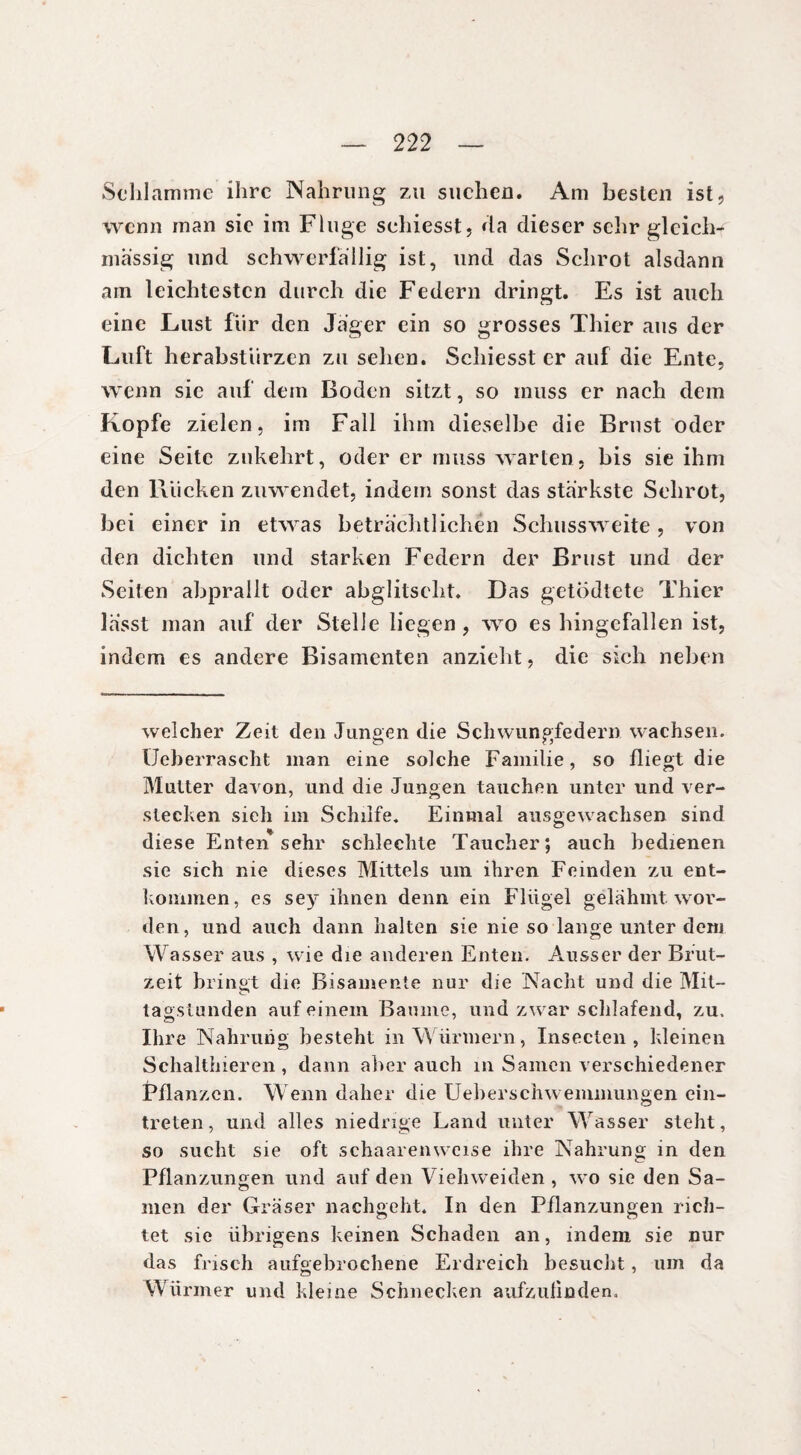 Schlamme ihre Nahrung zu suchen. Am besten ist, wenn man sie im Fluge schiesst, da dieser sehr gleiche massig und schwerfällig ist, und das Schrot alsdann am leichtesten durch die Federn dringt. Es ist auch eine Lust für den Jager ein so grosses Thier aus der Luft herabstiirzen zu sehen. Schiesst er auf die Ente, wenn sie auf dem Boden sitzt, so muss er nach dem Kopfe zielen, im Fall ihm dieselbe die Brust oder eine Seite zukehrt, oder er muss warten, bis sie ihm den Bücken zuwendet, indem sonst das stärkste Schrot, bei einer in etwas beträchtlichen Schussweite , von den dichten und starken Federn der Brust und der Seiten abprallt oder abglitsclit. Das getödtete Thier lasst man auf der Stelle liegen, wo es hingefallen ist, indem es andere Bisamenten anzieht, die sich neben welcher Zeit den Jungen die Schwungfedern wachsen, üeberrascht man eine solche Familie, so fliegt die Mutter davon, und die Jungen tauchen unter und ver¬ stecken sieh im Schilfe. Einmal ausgewachsen sind diese Enten sehr schlechte Taucher; auch bedienen sie sich nie dieses Mittels um ihren Feinden zu ent¬ kommen, es sey ihnen denn ein Flügel gelahmt wor¬ den, und auch dann halten sie nie so lange unter dem Wasser aus , wie die anderen Enten. Ausser der Brut¬ zeit bringt die Bisamente nur die Nacht und die Mit¬ tagslunden auf einem Baume, und zwar schlafend, zu. Ihre Nahrung besteht in Würmern, Insecten , kleinen Schalthieren , dann aller auch in Samen verschiedener Fflanzcn. Wenn daher die Ueberschwemmungen ein- treten, und alles niedrige Land unter Wasser steht, so sucht sie oft schaaremveise ihre Nahrung in den Pflanzlingen und auf den Viehweiden , wo sie den Sa¬ men der Gräser nachgeht. In den Pflanzungen rich¬ tet sie übrigens keinen Schaden an, indem sie nur das frisch aufgebrochene Erdreich besucht, um da Würmer und kleine Schnecken aufzulinden.