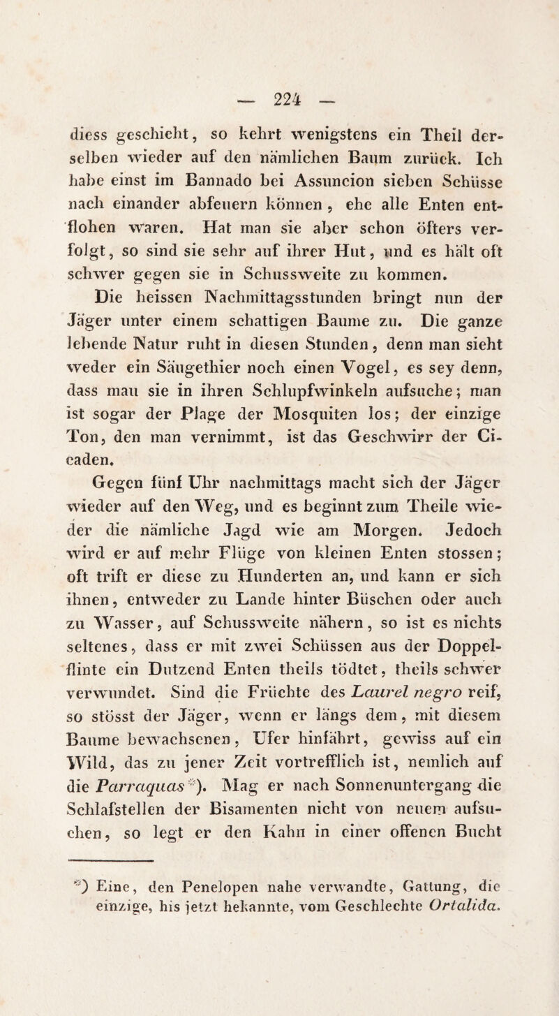 diess geschieht, so kehrt wenigstens ein Theil der» selben wieder auf den nämlichen Baum zurück. Ich habe einst im Bannado bei Assuncion sieben Schüsse nach einander abfeuern können , ehe alle Enten ent¬ flohen waren. Hat man sie aber schon öfters ver¬ folgt, so sind sie sehr auf ihrer Hut, und es halt oft schwer gegen sie in Schussweite zu kommen. Die heissen Nachmittagsstunden bringt nun der Jager unter einem schattigen Baume zu. Die ganze lebende Natur ruht in diesen Stunden, denn man sieht weder ein Säugethier noch einen Vogel, es sey denn, dass mau sie in ihren Schlupfwinkeln aufsuche; man ist sogar der Plage der Mosquiten los ; der einzige Ton, den man vernimmt, ist das Geschwirr der Ci- caden. Gegen fünf Uhr nachmittags macht sich der Jager wieder auf den Weg, und es beginnt zum Theile wie¬ der die nämliche Jagd wie am Morgen. Jedoch wird er auf mehr Flüge von kleinen Enten stossen ; oft trift er diese zu Hunderten an, und kann er sich ihnen, entweder zu Lande hinter Büschen oder auch zu Wasser, auf Schussweite nähern, so ist es nichts seltenes, dass er mit zwei Schüssen aus der Doppel¬ flinte ein Dutzend Enten theiis tödtet, theils schwer verwundet. Sind die Früchte des Laurel negro reif, so stösst der Jager, wenn er längs dem, mit diesem Baume bewachsenen, Ufer hinfährt, gewiss auf ein Wild, das zu jener Zeit vortrefflich ist, nemlieh auf die Parraquas *). Mag er nach Sonnenuntergang die Schlafstellen der Bisamenten nicht von neuem aufsu¬ chen, so legt er den Kahn in einer offenen Bucht *) Eine, den Penelopen nahe verwandte, Gattung, die einzige, his jetzt hekannte, vom Geschlechte Ortalida.