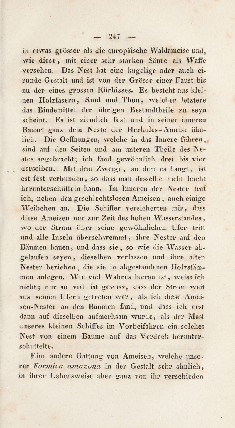 in etwas grösser als die europäische Waldameise und, wie diese, mit einer sehr starken Saure als Waffe versehen. Das Nest hat eine kugelige oder auch ei» runde Gestalt und ist von der Grösse einer Faust bis zu der eines grossen Kürbisses. Es besteht aus klei¬ nen Holzfasern, Sand und Thon, welcher letztere das Bindemittel der übrigen Bestandteile zu seyn scheint. Es ist ziemlich fest und in seiner inneren Bauart ganz dem Neste der Herkules - Ameise ähn» lieh. Die Oeffnungen, welche in das Innere führen, sind auf den Seiten und am unteren Theile des Ne» stes angebracht; ich fand gewöhnlich drei bis vier derselben. Mit dem Zweige, an dem es hangt, ist est fest verbunden, so dass man dasselbe nicht leicht herunterschütteln kann. Im Inneren der Nester traf ich, neben den geschlechtslosen Ameisen , auch einige Weibchen an. Die Schiffer versicherten mir, dass diese Ameisen nur zur Zeit des hohen Wasserstandes, wo der Strom über seine gewöhnlichen Ufer tritt und alle Inseln überschwemmt, ihre Nester auf den Bäumen bauen, und dass sie, so wie die Wasser ab» gelaufen seyen, dieselben verlassen und ihre alten Nester beziehen , die sie in abgestandenen Holzstäm¬ men anlegen. Wie viel Wahres hieran ist, weiss ich nicht; nur so viel ist gewiss, dass der Strom weit aus seinen Ufern getreten war, als ich diese Amei- sen-Nester an den Bäumen fand, und dass ich erst dann auf dieselben aufmerksam wurde, als der Mast unseres kleinen Schiffes im Vorbeifahren ein, solches Nest von einem Baume auf das Verdeck herunter¬ schüttelte. Eine andere Gattung von Ameisen, welche unse¬ rer Formica amazona in der Gestalt sehr ähnlich, in ihrer Lebensweise aber ganz von ihr verschieden