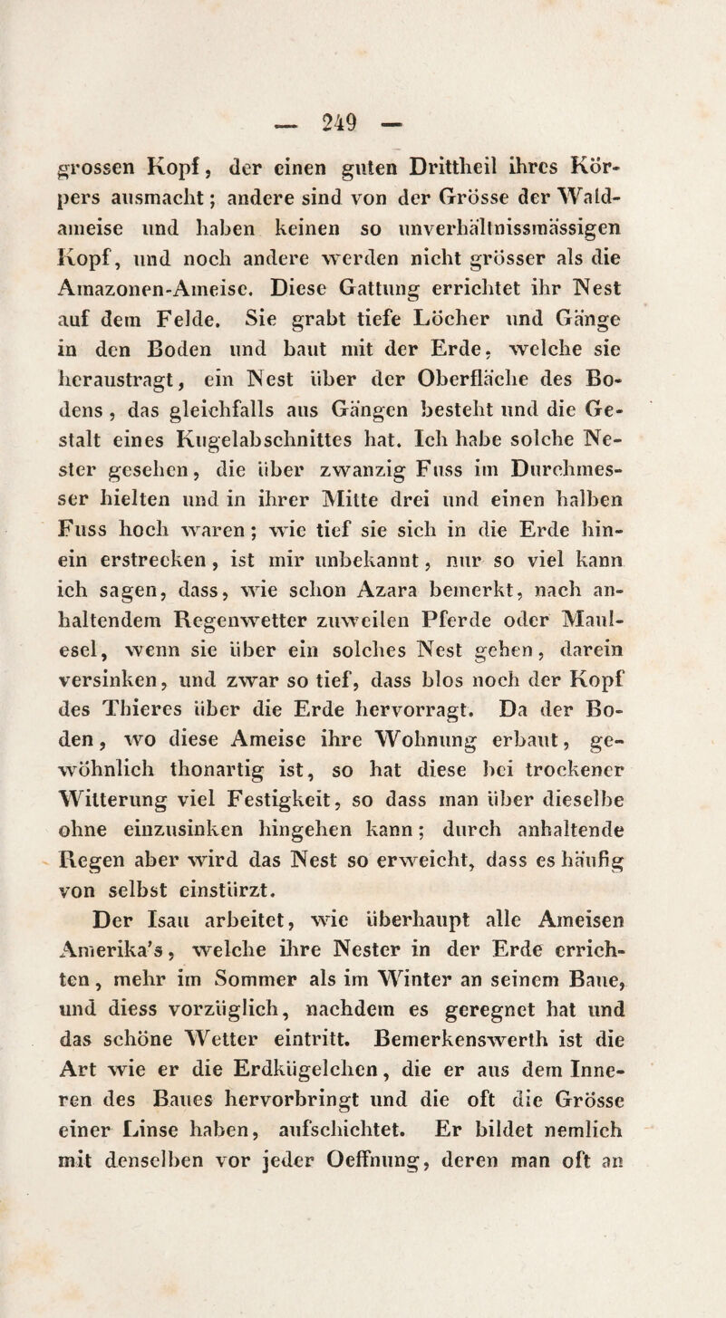 grossen Kopf, der einen guten Drittheil ihres Kör¬ pers ausmacht; andere sind von der Grösse der Wald¬ ameise und haben keinen so unverhältnissmässigen Kopf, und noch andere werden nicht grösser als die Amazonen-Ameise. Diese Gattung errichtet ihr Nest auf dem Felde. Sie grabt tiefe Löcher und Gange in den Boden und baut mit der Erde, welche sie heraustragt, ein Nest über der Oberfläche des Bo¬ dens , das gleichfalls aus Gangen besteht und die Ge¬ stalt eines Kugelabschnittes hat. Ich habe solche Ne¬ ster gesehen, die über zwanzig Fass im Durchmes¬ ser hielten und in ihrer Mitte drei und einen halben Fuss hoch waren; wie tief sie sich in die Erde hin¬ ein erstrecken , ist mir unbekannt, nur so viel kann ich sagen, dass, wie schon Azara bemerkt, nach an¬ haltendem Regenwetter zuweilen Pferde oder Maul¬ esel, wenn sie über ein solches Nest gehen, darein versinken, und zwar so tief, dass blos noch der Kopf des Thieres über die Erde hervorragt. Da der Bo¬ den, wo diese Ameise ihre Wohnung erbaut, ge¬ wöhnlich thonartig ist, so hat diese bei trockener Witterung viel Festigkeit, so dass man über dieselbe ohne einzusinken hingehen kann ; durch anhaltende Regen aber wird das Nest so erweicht, dass es häufig von selbst einstürzt. Der Isau arbeitet, wie überhaupt alle Ameisen Amerika’s, welche ihre Nester in der Erde errich¬ ten , mehr im Sommer als im Winter an seinem Baue, und diess vorzüglich, nachdem es geregnet hat und das schöne Wetter eintritt. Bemerkenswerth ist die Art wie er die Erdkügelchen, die er aus dem Inne¬ ren des Baues hervorbringt und die oft die Grösse einer Linse haben, aufschichtet. Er bildet nemlich mit denselben vor jeder Oeffnung, deren man oft an