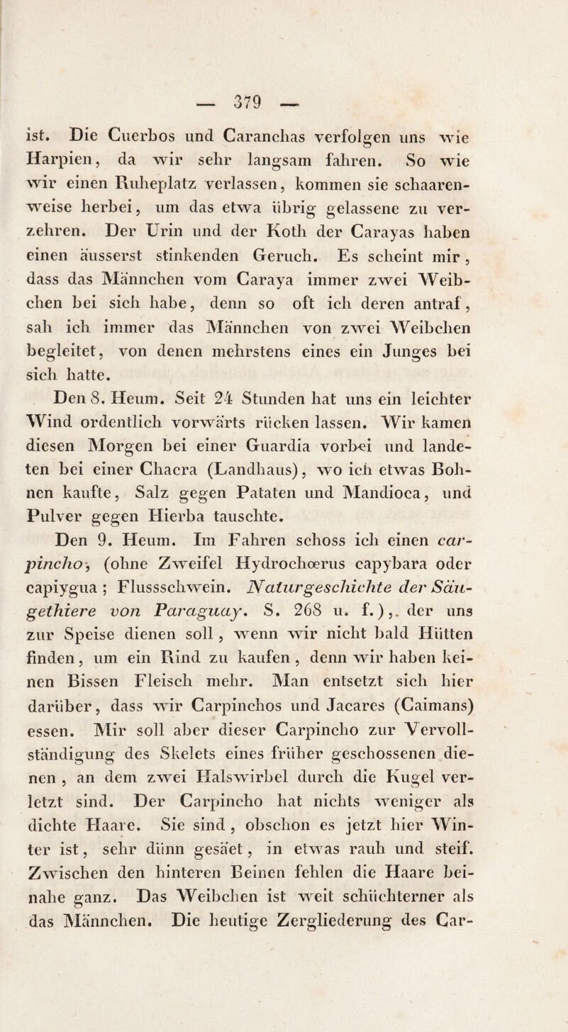 ist. Die Cuerbos und Caranchas verfolgen uns wie Harpien, da wir sehr langsam fahren. So wie wir einen Ruheplatz verlassen, kommen sie schaaren- weise herbei, um das etwa übrig gelassene zu ver¬ zehren. Der Urin und der Koth der Carayas haben einen äusserst stinkenden Geruch. Es scheint mir, dass das Männchen vom Caraya immer zwei Weib¬ chen bei sich habe, denn so oft ich deren antraf , sah ich immer das Männchen von zwei Weibchen begleitet, von denen mehrstens eines ein Junges bei sich hatte. Den 8. Heum. Seit 24 Stunden hat uns ein leichter Wind ordentlich vorwärts rücken lassen. Wir kamen diesen Morgen bei einer Guardia vorbei und lande¬ ten bei einer Chacra (Landhaus), wo ich etwas Boh¬ nen kaufte, Salz gegen Pataten und Mandioca, und Pulver gegen Hierba tauschte. Den 9. Heum. Im Fahren schoss ich einen car- jnncho-, (ohne Zweifel Hydrochoerus capybara oder capiygua ; Flussschwein. Naturgeschichte der Säu¬ gethier e von Paraguay. S. 268 u» f. ),. der uns zur Speise dienen soll, wenn wir nicht bald Hütten finden, um ein Rind zu kaufen , denn wir haben kei¬ nen Bissen Fleisch mehr. Man entsetzt sich hier darüber, dass wir Carpinchos und Jacares (Caimans) essen. Mir soll aber dieser Carpincho zur 'Vervoll¬ ständigung des Skelets eines früher geschossenen die¬ nen , an dem zwei Halswirbel durch die Kugel ver¬ letzt sind. Der Carpincho hat nichts weniger als dichte Haare. Sie sind , obschon es jetzt hier Win¬ ter ist, sehr dünn gesäet, in etwas rauh und steif. Zwischen den hinteren Beinen fehlen die Haare bei¬ nahe ganz. Das Weibchen ist weit schüchterner als das Männchen. Die heutige Zergliederung des Gar-