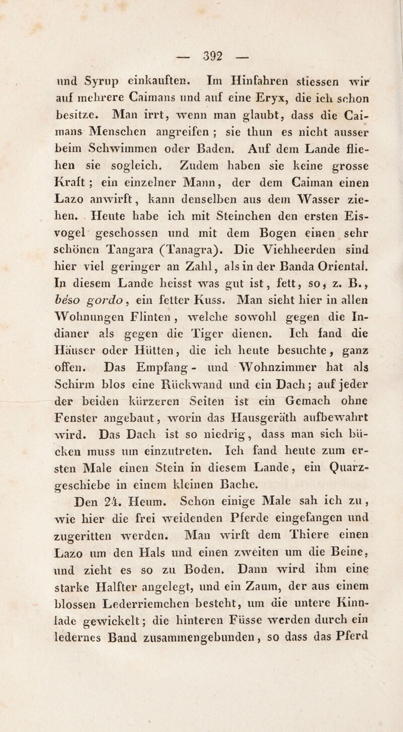 und Syrup einkauften. Im Hinfahren stiessen wir auf mehrere Caimans und auf eine Eryx, die ich schon besitze. Man irrt, wenn man glaubt, dass die Cai¬ mans Menschen angreifen ; sie tliun es nicht ausser beim Schwimmen oder Baden. Auf dem Lande flie¬ hen sie sogleich. Zudem haben sie keine grosse Kraft; ein einzelner Mann, der dem Caiinan einen Lazo anwirft, kann denselben aus dem Wasser zie¬ hen. Heute habe ich mit Steinchen den ersten Eis¬ vogel geschossen und mit dem Bogen einen sehr schönen Tangara (Tanagra). Die Viehheerden sind hier viel geringer an Zahl, als in der Banda Oriental. In diesem Lande heisst was gut ist, fett, so, z. B., béso gordo, ein fetter Kuss. Man sieht hier in allen Wohnungen Flinten , welche sowohl gegen die In¬ dianer als gegen die Tiger dienen. Ich fand die Hauser oder Hätten, die ich. heute besuchte, ganz offen. Das Empfang- und Wohnzimmer hat als Schirm blos eine Rückwand und ein Dach; auf jeder der beiden kürzeren Seiten ist ein Gemach ohne Fenster angebaut, worin das Hausgerath aufbewahrt wird. Das Dach ist so niedrig, dass man sich bü¬ cken muss um einzutreten. Ich fand heute zum er¬ sten Male einen Stein in diesem Lande, ein Quarz¬ geschiebe in einem kleinen Bache. Den 24. Heum. Schon einige Male sah ich zu , wie hier die frei weidenden Pferde eingefangen und zugeritten werden. Man wirft dem Thiere einen Lazo um den Hals und einen zweiten um die Beine, und zieht es so zu Boden. Dann wird ihm eine starke Halfter angelegt, und ein Zaum, der aus einem blossen Lederriemchen besteht, um die untere Kinn¬ lade gewickelt ; die hinteren Füsse werden durch ein ledernes Band zusammengebunden, so dass das Pferd