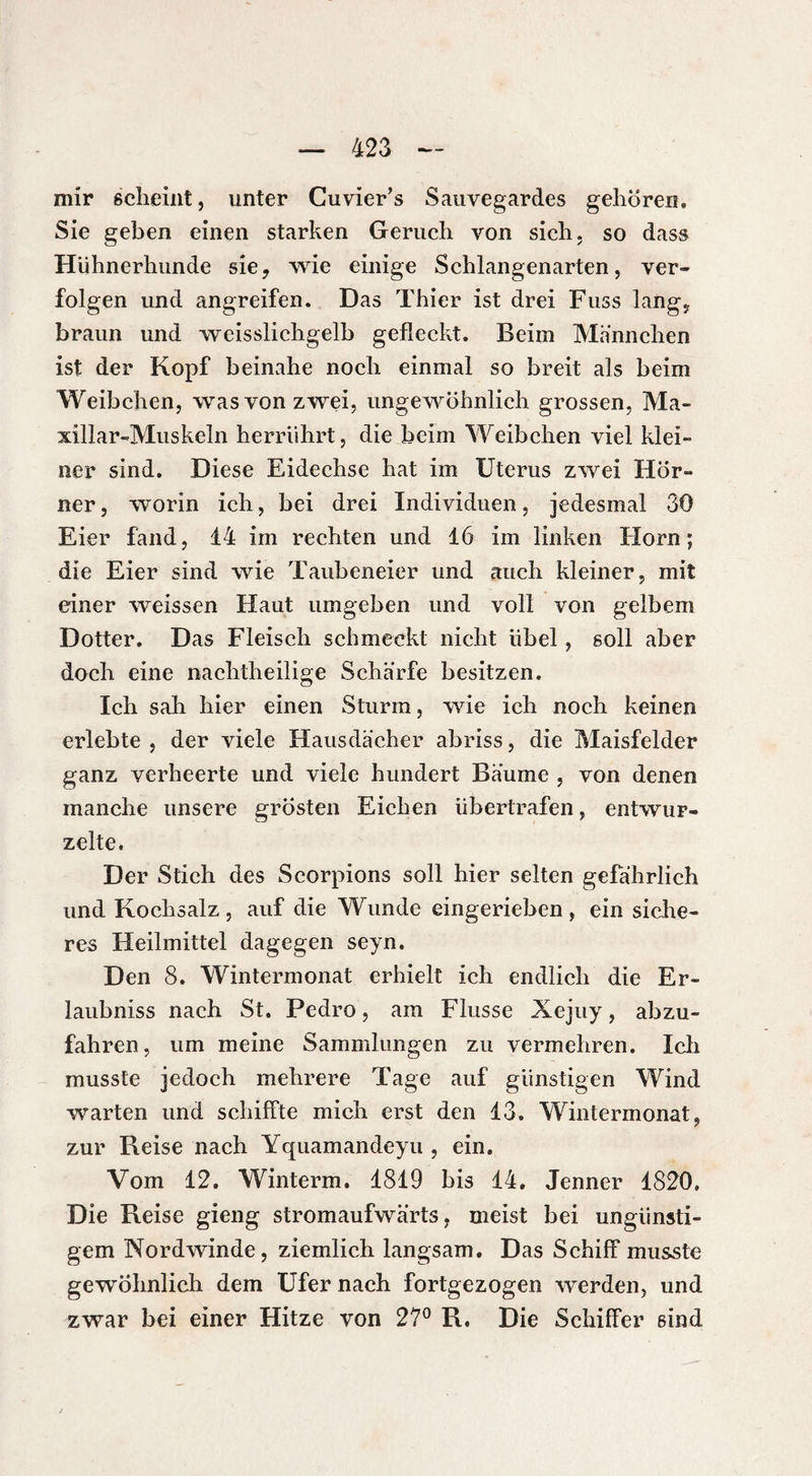 mir scheint, unter Cuvier’s Sauvegardes gehören* Sie geben einen starken Geruch von sich, so dass Hühnerhunde sie, wie einige Schlangenarten, ver¬ folgen und angreifen. Das Thier ist drei Fiiss lang, braun und weisslichgelb gefleckt. Beim Männchen ist der Kopf beinahe noch einmal so breit als beim Weibchen, was von zwei, ungewöhnlich grossen, Ma- xillar-Muskeln herrührt, die beim Weibchen viel klei¬ ner sind. Diese Eidechse hat im Uterus zwei Hör¬ ner , worin ich, bei drei Individuen, jedesmal 30 Eier fand, 14 im rechten und 16 im linken Horn; die Eier sind wie Taubeneier und auch kleiner, mit einer weissen Haut umgeben und voll von gelbem Dotter. Das Fleisch schmeckt nicht übel, soll aber doch eine nachtheilige Schärfe besitzen. Ich sah hier einen Sturm, wie ich noch keinen erlebte , der viele Hausdächer abriss, die Maisfelder ganz verheerte und viele hundert Bäume , von denen manche unsere grösten Eichen übertrafen, entwur¬ zelte. Der Stich des Scorpions soll hier selten gefährlich und Kochsalz, auf die Wunde eingerieben, ein siche¬ res Heilmittel dagegen seyn. Den 8. Wintermonat erhielt ich endlich die Er¬ laubnis nach St. Pedro, am Flusse Xejuy, abzu¬ fahren, um meine Sammlungen zu vermehren. Ich musste jedoch mehrere Tage auf günstigen Wind warten und schiffte mich erst den 13. Wintermonat, zur Reise nach Yquamandeyu , ein. Vom 12. Winterm. 1819 bis 14. Jenner 1820. Die Reise gieng stromaufwärts, meist bei ungünsti¬ gem Nordwinde, ziemlich langsam. Das Schiff musste gewöhnlich dem Ufer nach fortgezogen werden, und zwar bei einer Hitze von 27° R, Die Schiffer sind