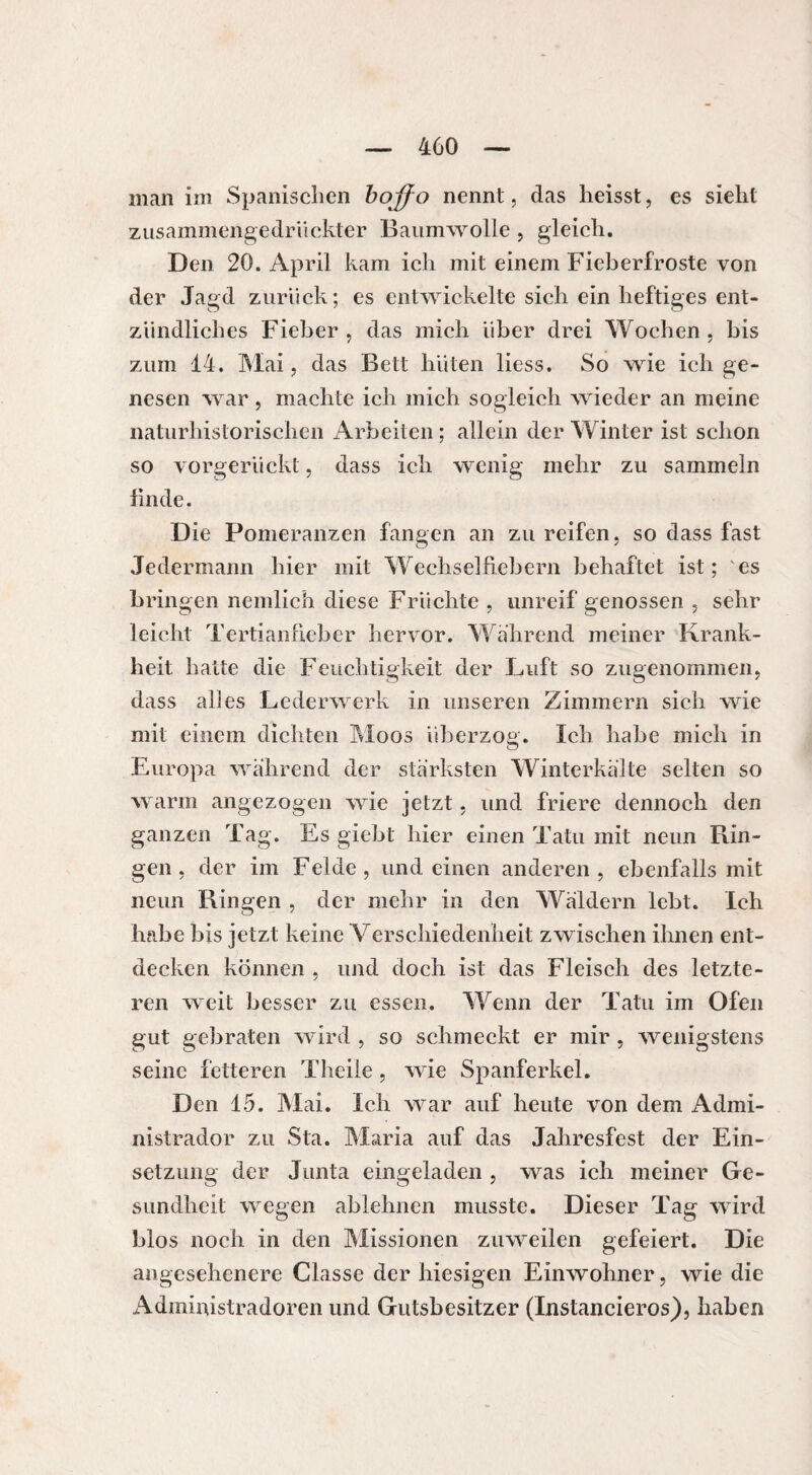 man im Spanischen bojfo nennt, das heisst, es sieht zusammengedrückter Baumwolle , gleich. Den 20. April kam ich mit einem Fieberfroste von der Jagd zurück; es entwickelte sich ein heftiges ent¬ zündliches Fieber , das mich über drei Wochen , bis zum 14. Mai, das Bett hüten liess. So wie ich ge¬ nesen war, machte ich mich sogleich wieder an meine naturhistoriselien Arbeiten ; allein der Winter ist schon so vorgerückt, dass ich wenig mehr zu sammeln finde. Die Pomeranzen fangen an zu reifen, so dass fast Jedermann hier mit Wechsel fiebern behaftet ist; 'es bringen nemlich diese Früchte , unreif genossen , sehr leicht Tertianfieber hervor. Während meiner Krank¬ heit halte die Feuchtigkeit der Luft so zugenommen, dass ab es Lederwerk in unseren Zimmern sich wie mit einem dichten Moos überzog. Ich habe mich in Europa während der stärksten Winterkälte selten so warm angezogen wie jetzt, und friere dennoch den ganzen Tag. Es giebt hier einen Tatu mit neun Bin¬ gen , der im Felde, und einen anderen, ebenfalls mit neun Ringen , der mehr in den Wäldern lebt. Ich habe bis jetzt keine Verschiedenheit zwischen ihnen ent¬ decken können , und doch ist das Fleisch des letzte¬ ren weit besser zu essen. Wenn der Tatu im Ofen gut gebraten wird , so schmeckt er mir , wenigstens seine fetteren Thcile, wie Spanferkel. Den 15. Mai. Ich war auf heute von dem Admi- nistrador zu Sta. Maria auf das Jahresfest der Ein¬ setzung der Junta eingeladen , was ich meiner Ge¬ sundheit wegen ablehncn musste. Dieser Tag wird blos noch in den Missionen zuweilen gefeiert. Die angesehenere Classe der hiesigen Einwohner, wie die Administradoren und Gutsbesitzer (Instancieros), haben