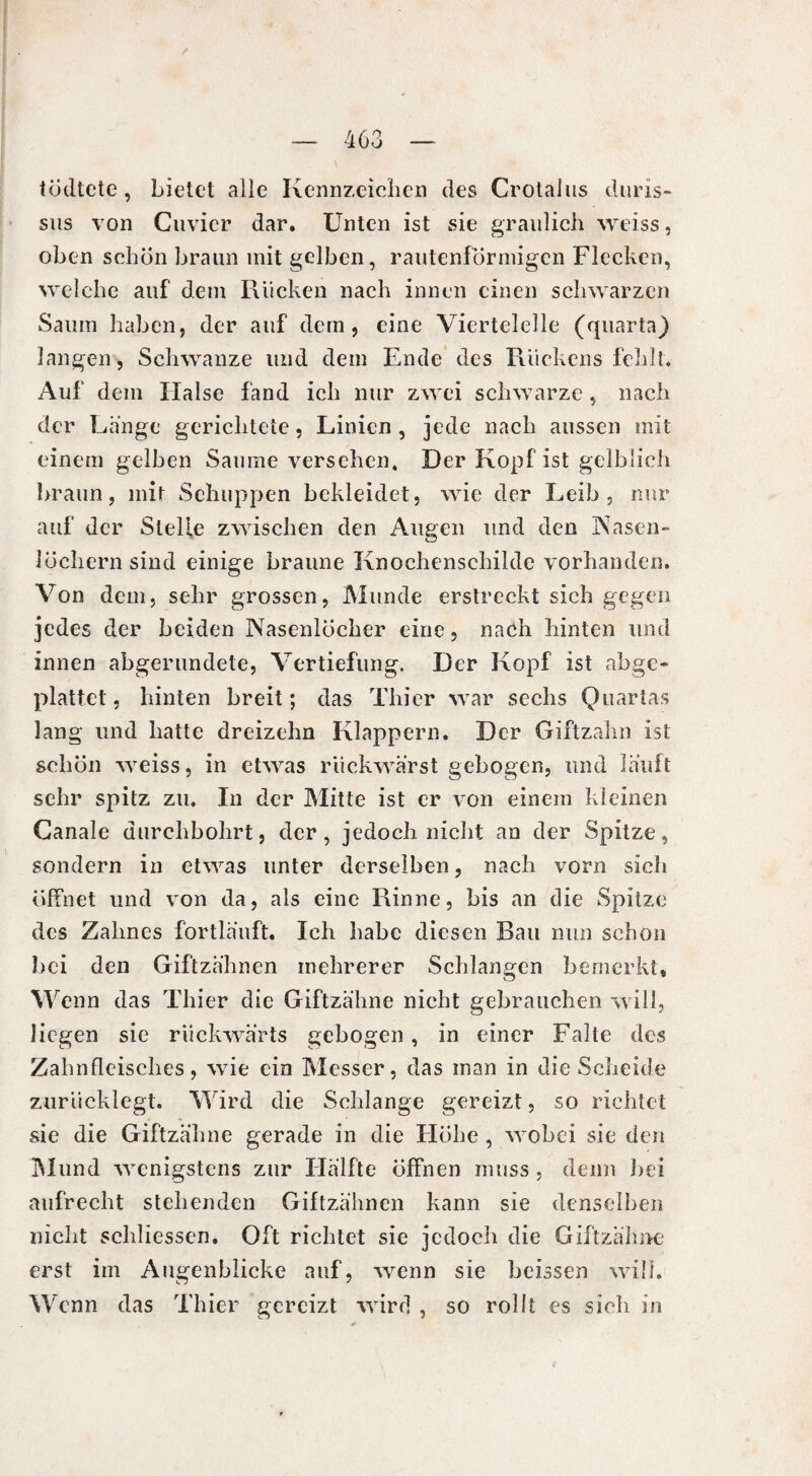 tödtete, bietet alle Kennzeichen des Crotalus duris- sus von Cuvier dar. Unten ist sie graulich weiss, oben schon braun mit gelben, rautenförmigen Flecken, welche auf dem Rucken nach innen einen schwarzen Saum haben, der auf dem, eine Viertelelle (quarta) langen, Sclnvanze und dem Ende des Rückens fehlt. Auf dem Halse fand ich nur zwei schwarze, nach der Länge gerichtete, Linien, jede nach aussen mit einem gelben Saume versehen. Der Kopf ist gelblich braun, mit Schuppen bekleidet, wTie der Leib, nur auf der Stelle zwischen den Augen und den Nasen¬ löchern sind einige braune Knochenschilde vorhanden. Von dem, sehr grossen, Munde erstreckt sich gegen jedes der beiden Nasenlöcher eine, nach hinten und innen abgerundete, Vertiefung. Der Kopf ist abge¬ plattet , hinten breit ; das Thier war sechs Quartas lang und hatte dreizehn Klappern. Der Giftzahn ist schon weiss, in etwas rückwärst gebogen, und läuft sehr spitz zu. In der Mitte ist er von einem kleinen Ganale durchbohrt, der, jedoch nicht an der Spitze, sondern in etwas unter derselben, nach vorn sich öffnet und von da, als eine Rinne, bis an die Spitze des Zahnes fortläuft. Ich habe diesen Rau nun schon bei den Giftzähnen mehrerer Schlangen bemerkt. Wenn das Thier die Giftzähne nicht gebrauchen will, liegen sie rückwärts gebogen, in einer Falte des Zahnfleisches, wie ein Messer, das man in die Scheide zurücklegt. Wird die Schlange gereizt, so richtet sie die Giftzähne gerade in die Höhe , wTobei sie den Mund wenigstens zur Hälfte öffnen muss , denn bei aufrecht stehenden Giftzähnen kann sie denselben nicht schliessen. Oft richtet sie jedoch die Giftzähne erst im Augenblicke auf, wrenn sie beissen wäll. W enn das Thier gereizt wird , so rollt es sich in