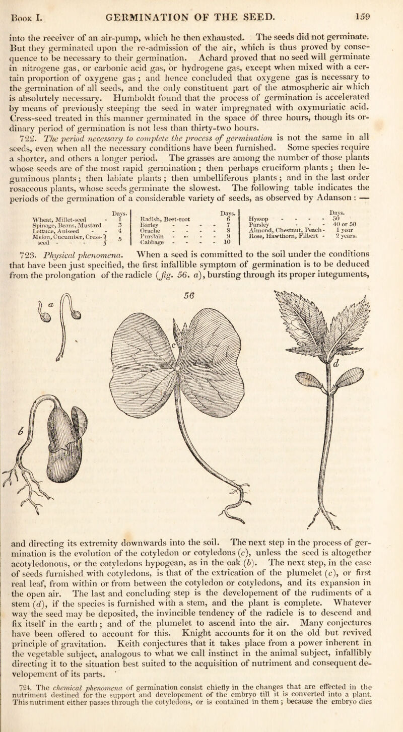 into the receiver of an air-pump, which he then exhausted. The seeds did not germinate. But they germinated upon the re-admission of the air, which is thus proved by conse¬ quence to be necessary to their germination. Achard proved that no seed will germinate in nitrogene gas, or carbonic acid gas, or hydrogene gas, except when mixed with a cer¬ tain proportion of oxygene gas ; and hence concluded that oxvgene gas is necessary to the germination of all seeds, and the only constituent part of the atmospheric air which is absolutely necessary. Humboldt found that the process of germination is accelerated by means of previously steeping the seed in water impregnated with oxymuriatic acid. Cress-seed treated in this manner germinated in the space of three hours, though its or¬ dinary period of germination is not less than thirty-two hours. 722. The period necessary to complete the process of germination is not the same in all seeds, even when all the necessary conditions have been furnished. Some species require a shorter, and others a longer period. The grasses are among the number of those plants whose seeds are of the most rapid germination ; then perhaps cruciform plants ; then le¬ guminous plants; then labiate plants; then umbelliferous plants; and in the last order rosaceous plants, whose seeds germinate the slowest. The following table indicates the periods of the germination of a considerable variety of seeds, as observed by Adanson : — Days. Wheat, Millet-seed - X Spinage, Beans, Mustard 3 Lettuce, Aniseed 4 Melon, Cucumber, Cress-1 <■ seed - J Days. Radish, Beet-root 6 Barley .... 7 Orache 8 Purslain •- - - 9 Cabbage - - 10 Days. Hyssop .... .50 Parsley - - 40 or 50 Almond, Chestnut, Peach - 1 year Ilose, Hawthorn, Filbert - 2 years. 723. Physical phenomena. When a seed is committed to the soil under the conditions that have been just specified, the first infallible symptom of germination is to be deduced from the prolongation of the radicle {Jig. 56. a), bursting through its proper integuments, and directing its extremity downwards into the soil. The next step in the process of ger¬ mination is the evolution of the cotyledon or cotyledons (c), unless the seed is altogether acotyledonous, or the cotyledons hypogean, as in the oak (6). The next step, in the case of seeds furnished with cotyledons, is that of the extrication of the plumelet (c), or first i real leaf, from within or from between the cotyledon or cotyledons, and its expansion in | the open air. The last and concluding step is the developement of the rudiments of a stem (d), if the species is furnished with a stem, and the plant is complete. Whatever i way the seed may be deposited, the invincible tendency of the radicle is to descend and fix itself in the earth; and of the plumelet to ascend into the air. Many conjectures have been offered to account for this. Knight accounts for it on the old but revived | principle of gravitation. Keith conjectures that it takes place from a power inherent in the vegetable subject, analogous to what we call instinct in the animal subject, infallibly directing it to the situation best suited to the acquisition of nutriment and consequent de¬ velopement of its parts. ' 724. The chemical phenomena of germination consist chiefly in the changes that are effected in the nutriment destined for the support and developement of the embryo till it is converted into a plant. This nutriment either passes through the cotyledons, or is contained in them; because the embryo dies