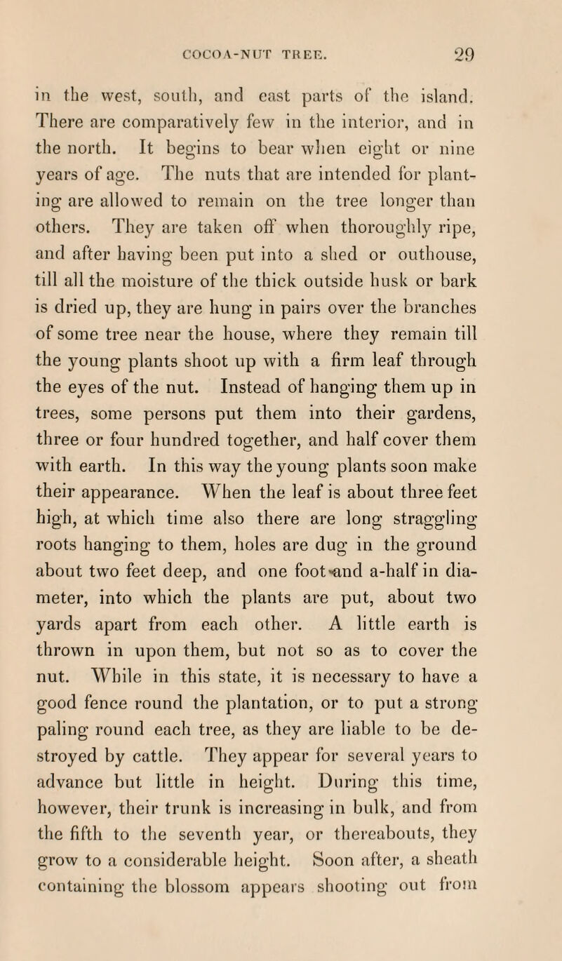 in the west, south, and east parts of the island. There are comparatively few in the interior, and in the north. It begins to bear when eight or nine years of age. The nuts that are intended for plant¬ ing are allowed to remain on the tree longer than others. They are taken off when thoroughly ripe, and after having been put into a shed or outhouse, till all the moisture of the thick outside husk or bark is dried up, they are hung in pairs over the branches of some tree near the house, where they remain till the young plants shoot up with a firm leaf through the eyes of the nut. Instead of hanging them up in trees, some persons put them into their gardens, three or four hundred together, and half cover them with earth. In this way the young plants soon make their appearance. When the leaf is about three feet high, at which time also there are long straggling roots hanging to them, holes are dug in the ground about two feet deep, and one foot'and a-half in dia¬ meter, into which the plants are put, about two yards apart from each other. A little earth is thrown in upon them, but not so as to cover the nut. While in this state, it is necessary to have a good fence round the plantation, or to put a strong- paling round each tree, as they are liable to be de¬ stroyed by cattle. They appear for several years to advance but little in height. During this time, however, their trunk is increasing in bulk, and from the fifth to the seventh year, or thereabouts, they grow to a considerable height. Soon after, a sheath containing the blossom appears shooting out from