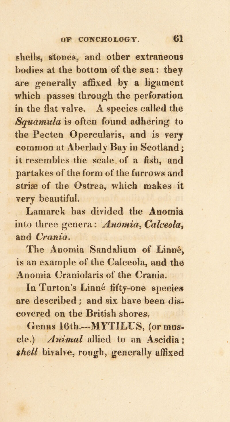 shells, stones, and other extraneous bodies at the bottom of the sea: they are generally affixed by a ligament which passes through the perforation in the flat valve* A species called the % Squamula is often found adhering to the Pecten Opercularis, and is very common at Aberlady Bay in Scotland; it resembles the scale, of a fish, and partakes of the form of the furrows and striae of the Ostrea, which makes it very beautiful, Lamarck has divided the Anomia into three genera: Anomia^ Calceola^ and Crania, The Anomia Sandalium of Linn^^ is an example of the Calceola, and the Anomia Craniolaris of the Crania. In Turton’s Linne fifty-one species are described; and six have been dis^ covered on the British shores. Genus 16th.—MYTILUS, (or mus- cle.) Animal to an Ascidia; shell bivalve, rough, generally affixed