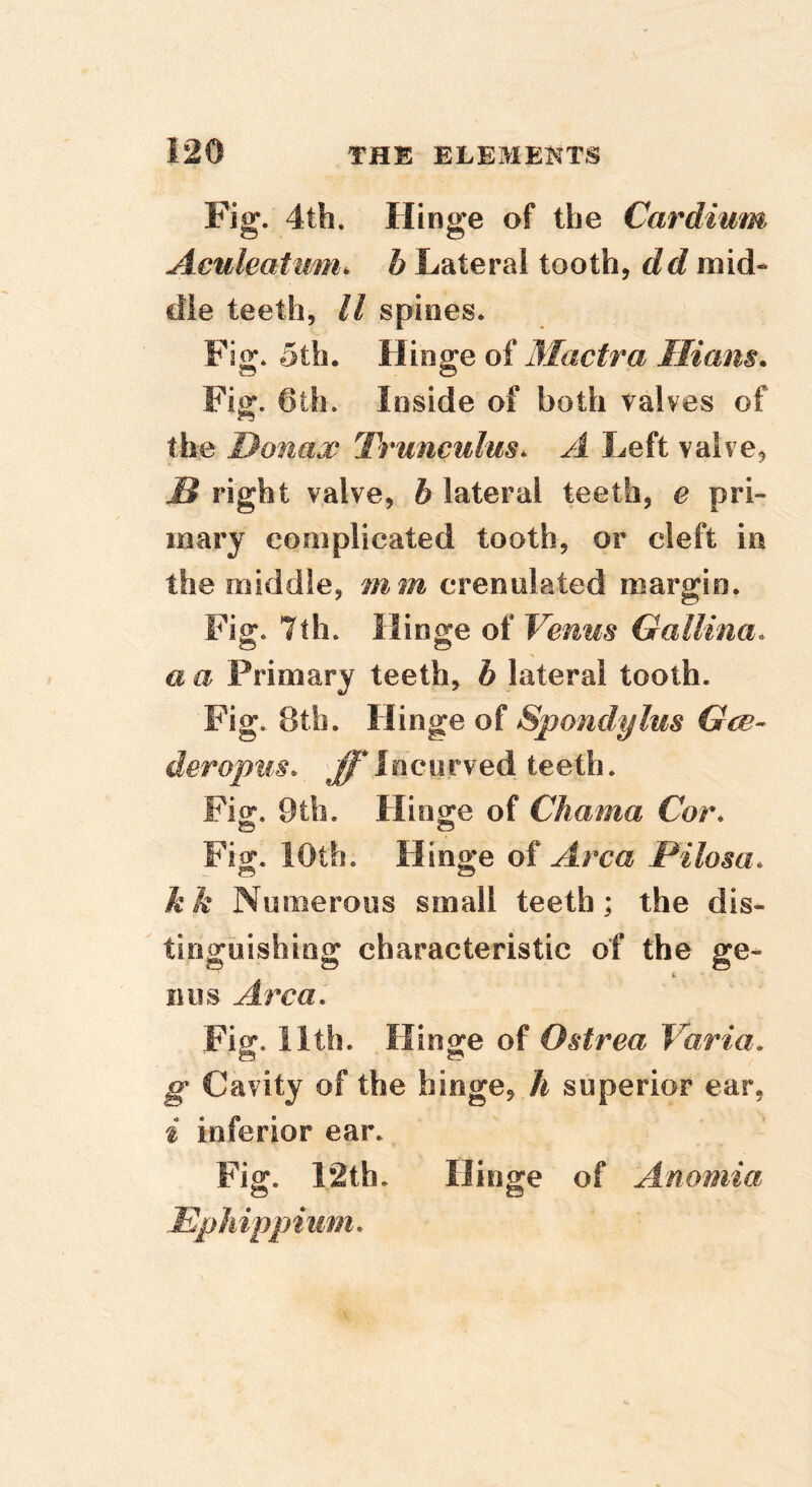 Fig. 4th. Hinge of the Cardium Aeuleat'Um. b Lateral tooth, dd mid- dle teeth, U spines. Fig. 5th. Hinge of Mactra Hiam. Fig. 6ih. Inside of both valves of the Donax Trnnculus. A Left valve, B right valve, h lateral teeth, e pri- mary complicated tooth, or cleft in the middle, mm crenulated margin. Fig. 7th. Hinge of Venus Gallina. a a Primary teeth, b lateral tooth. Fig. 8th. Hinge of Spomlylus Gee- deropus, Incurved teeth. Fi^. 9th. Hinge of Chama Cor* S c5 Fig. 10th. Hinge of Area Pilom* kk Numerous small teeth; the dis- tinguishing characteristic of the ge- i BUS Area* Fig. 11th. Hinge of Ostrea Varia, g Cavity of the hinge, A superior ear, i inferior ear. Fig. 12th. Hinge of Anemia EpMppium.