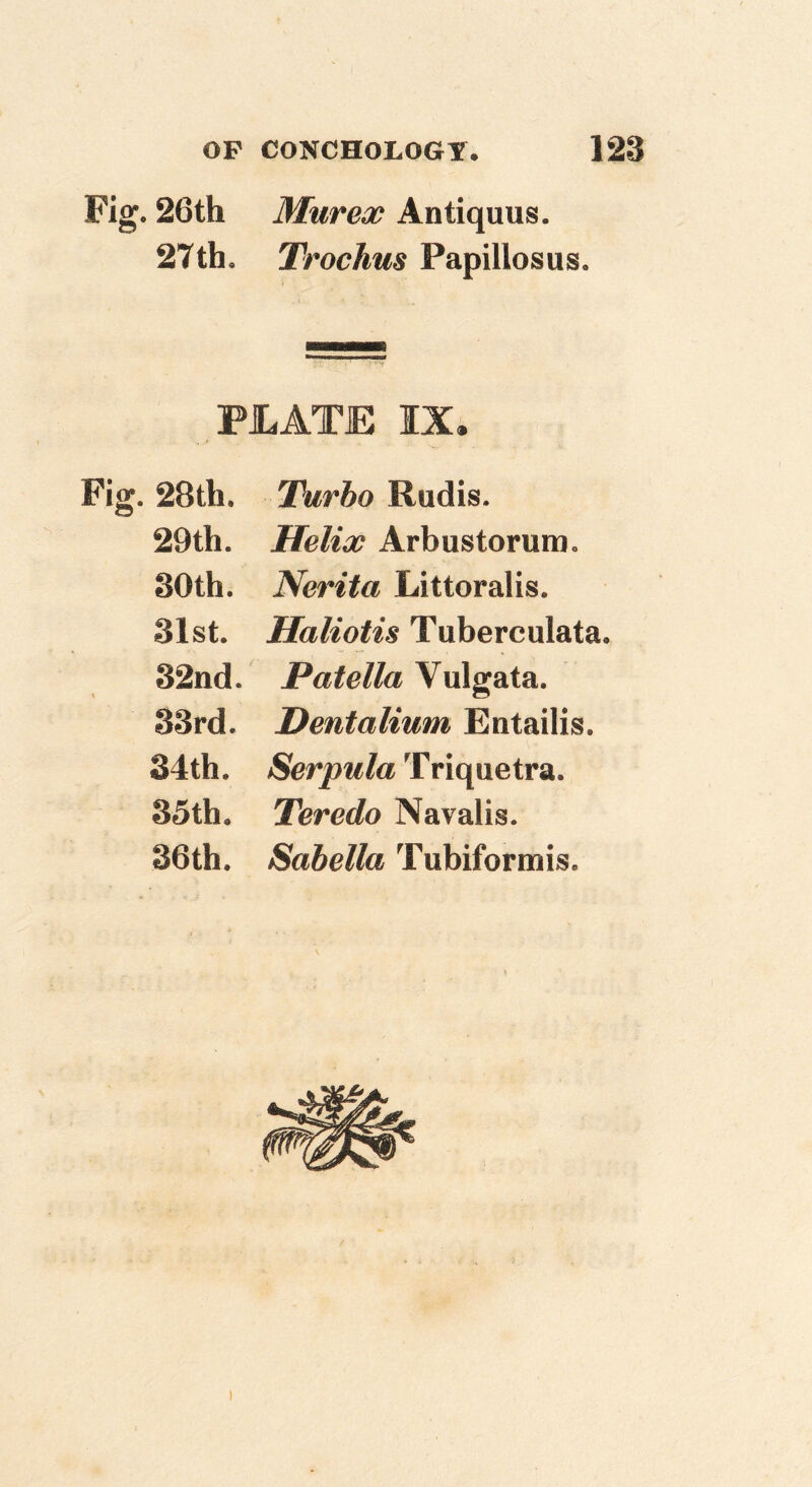 Fig. 26th Mur ex Antiquus. 27th. Trochus Papillosus. PJLATE IX* Fig. 28th. Turbo Rudis. 29th. Helix Arbustorum. 30th. Nerita Littoralis. 31st. Haliotis Tuberculata. 32nd. Patella Vulgata. 33rd. Dentalium Entailis. 34th. Serpula Triquetra. 35th, Teredo Navalis. 36th. Sahella Tubiformis. 1