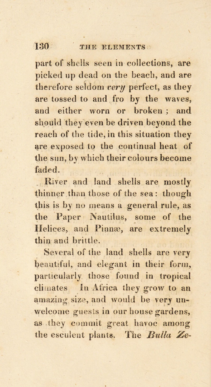 130 ' THE ELEMENTS part of shells seen in collections, are picked up dead on the beach, and are therefore seldom very perfect, as they are tossed to and, fro by the waves, and either worn or broken ; and should they even be driven beyond the reach of the tide, in this situation they are exposed to the continual heat of the sun, by which their colours become faded. River and land shells are mostly thinner than those of the sea: though this is by no means a general rule, as the Paper Nautilus, some of the Helices, and Pinnae, are extremely thin and brittle. Several of the land shells are very beautifui, and elegant in their form, particularly those found in tropical climates In Africa they grow to an amaziog size, and would be very un- welcome guests in our house gardens, as .they commit great havoc among the esculent plants. The Bulla Ze-