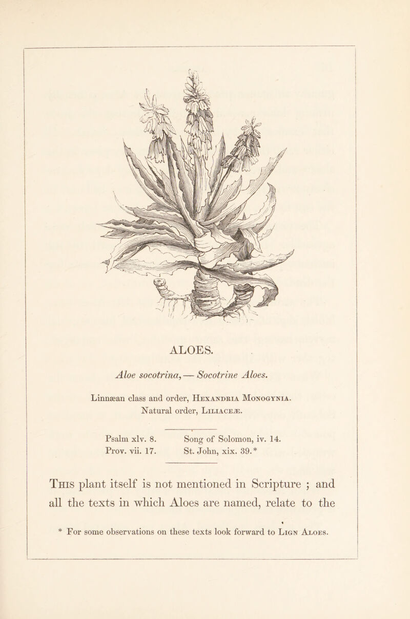 ALOES. Aloe socotrina, — Socotrine Aloes. Linnasan class and order, Hexandria Monogynia. Natural order, Liliace^e. Psalm xlv. 8. Prov. vii. 17. Song of Solomon, iv. 14. St. John, xix. 39.* This plant itself is not mentioned in Scripture ; and all the texts in which Aloes are named, relate to the % * For some observations on these texts look forward to Lign Aloes.