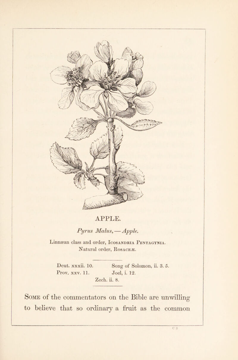 APPLE. Pyrus Malus, — Apple. Linnaean class and order, Icosandria Pentagynia. Natural order, Rosace m. Deut. xxxii. 10. Song of Solomon, ii. 3. 5. Prov. xxv. 11. Joel, i. 12. Zech. ii. 8. Some of the commentators on the Bible are unwilling to believe that so ordinary a fruit as the common