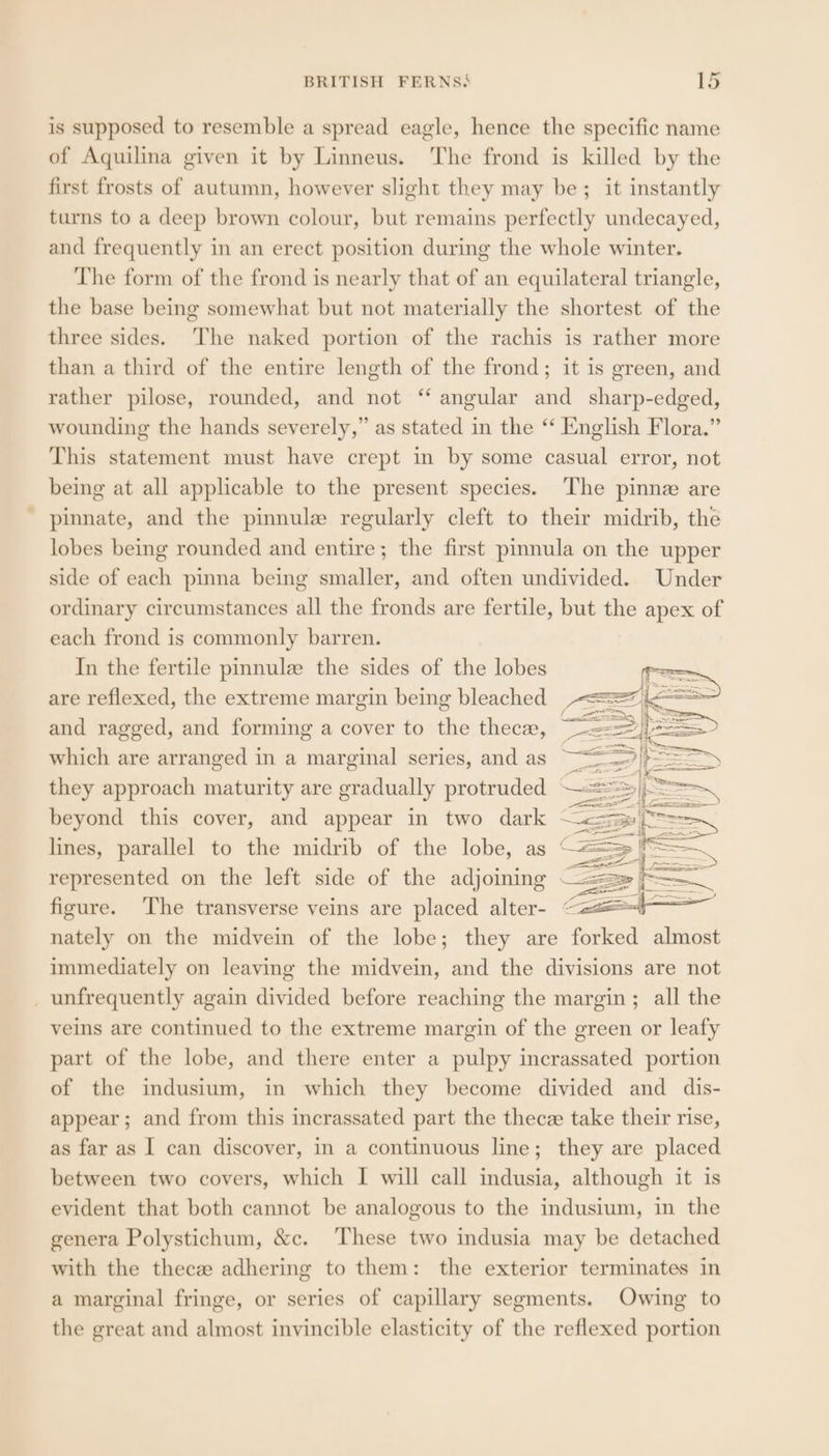 is supposed to resemble a spread eagle, hence the specific name of Aquilina given it by Linneus. The frond is killed by the first frosts of autumn, however slight they may be; it instantly turns to a deep brown colour, but remains perfectly undecayed, and frequently in an erect position during the whole winter. The form of the frond is nearly that of an equilateral triangle, the base being somewhat but not materially the shortest of the three sides. The naked portion of the rachis is rather more than a third of the entire length of the frond; it is green, and rather pilose, rounded, and not ‘‘ angular and sharp-edged, wounding the hands severely,” as stated in the “ English Flora.” This statement must have crept in by some casual error, not being at all applicable to the present species. The pinnz are ' pinnate, and the pinnule regularly cleft to their midrib, the lobes being rounded and entire; the first pinnula on the upper side of each pinna being smaller, and often undivided. Under ordinary circumstances all the fronds are fertile, but the apex of each frond is commonly barren. In the fertile pinnulz the sides of the lobes are reflexed, the extreme margin being bleached and ragged, and forming a cover to the theca, ~— which are arranged in a marginal series, and as ~~ they approach maturity are gradually protruded ~ beyond this cover, and appear in two dark - lines, parallel to the midrib of the lobe, as —= represented on the left side of the adjoining | figure. ‘The transverse veins are placed alter- < nately on the midvein of the lobe; they are forked almost immediately on leaving the midvein, and the divisions are not _ unfrequently again divided before reaching the margin; all the veins are continued to the extreme margin of the green or leafy part of the lobe, and there enter a pulpy incrassated portion of the indusium, in which they become divided and dis- appear; and from this incrassated part the thece take their rise, as far as I can discover, in a continuous line; they are placed between two covers, which I will call indusia, although it is evident that both cannot be analogous to the indusium, in the genera Polystichum, &amp;c. These two indusia may be detached with the thecw adhering to them: the exterior terminates in a marginal fringe, or series of capillary segments. Owing to the great and almost invincible elasticity of the reflexed portion
