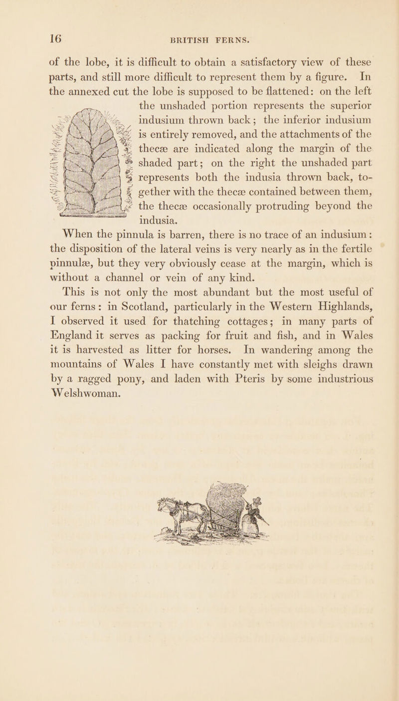 of the lobe, it is difficult to obtain a satisfactory view of these parts, and still more difficult to represent them by a figure. In the annexed cut the lobe is supposed to be flattened: on the left the unshaded portion represents the superior indusium thrown back; the inferior indusium _ is entirely removed, and the attachments of the » thecee are indicated along the margin of the shaded part; on the right the unshaded part ; represents both the indusia thrown back, to- f gether with the thece contained between them, the thecee occasionally protruding beyond the indusia. When the pinnula is barren, there is no trace of an indusium : the disposition of the lateral veins is very nearly as in the fertile pinnule, but they very obviously cease at the margin, which is without a channel or vein of any kind. This is not only the most abundant but the most useful of our ferns: in Scotland, particularly in the Western Highlands, I observed it used for thatching cottages; in many parts of Ingland it serves as packing for fruit and fish, and in Wales it is harvested as litter for horses. In wandering among the mountains of Wales I have constantly met with sleighs drawn by a ragged pony, and laden with Pteris by some industrious Welshwoman.