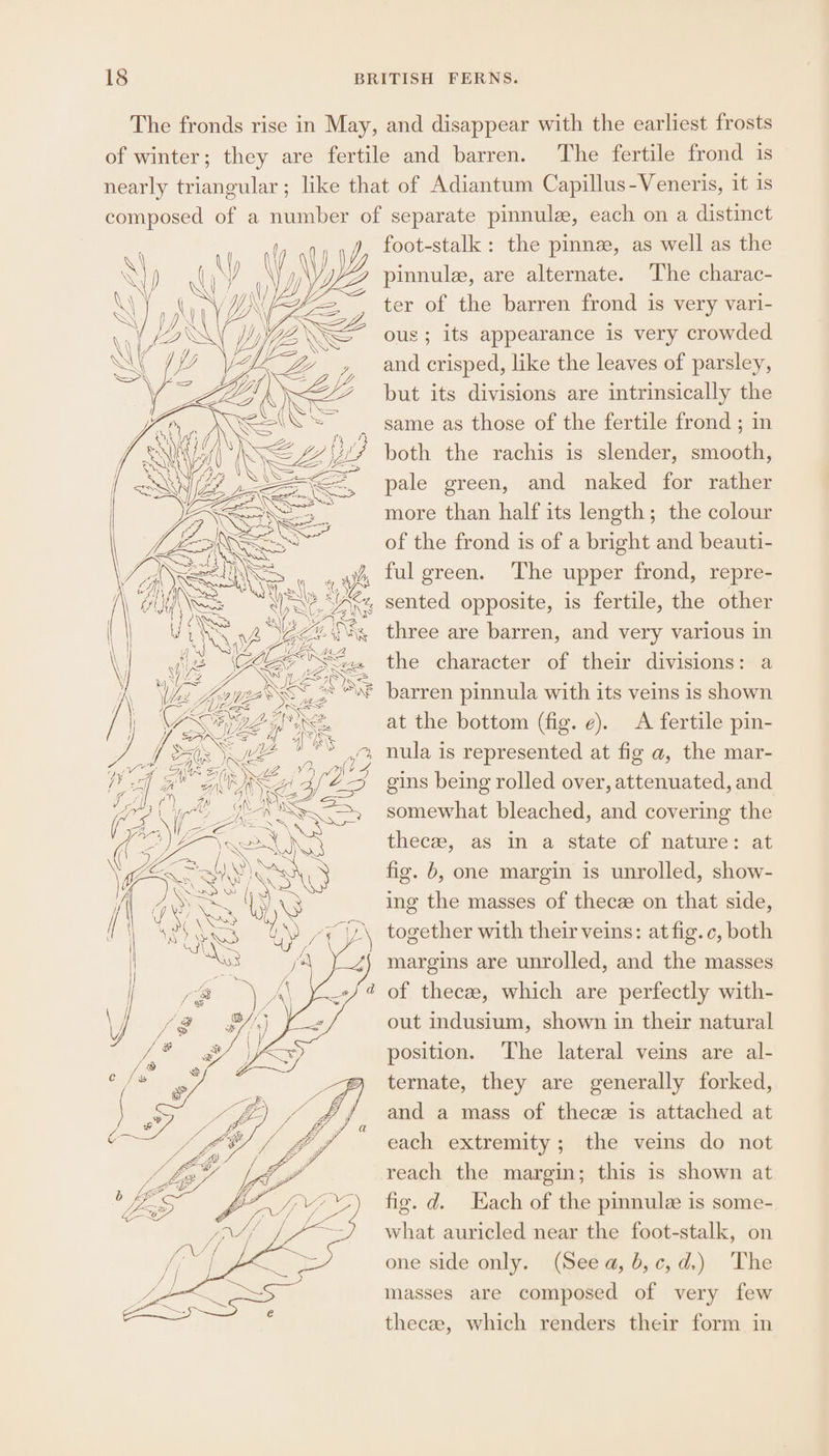 vie BE \. YY Z 2 5 NS B9) 2 AWN « NEA LS Y vert 4 gS 7 | 7 : 1s SEAN y 7 Ke DPA NG LA \ SN xf) Ke \ S SQW ¢ RAINY foot-stalk : the pinnz, as well as the ter of the barren frond is very vari- ous; its appearance is very crowded and crisped, like the leaves of parsley, but its divisions are intrinsically the same as those of the fertile frond ; in both the rachis is slender, smooth, pale green, and naked for rather more than half its length; the colour of the frond is of a bright and beauti- ful green. The upper frond, repre- three are barren, and very various in the character of their divisions: a barren pinnula with its veins is shown at the bottom (fig. ¢). A fertile pin- gins being rolled over, attenuated, and somewhat bleached, and covering the thecze, as in a state of nature: at fig. b, one margin is unrolled, show- ing the masses of thecze on that side, margins are unrolled, and the masses of theca, which are perfectly with- out indusium, shown in their natural position. The lateral veins are al- ternate, they are generally forked, and a mass of thece is attached at each extremity; the veins do not reach the margin; this is shown at fig. d. Each of the pinnule is some- what auricled near the foot-stalk, on one side only. (Seea, b,c, d.) The masses are composed of very few theese, which renders their form in