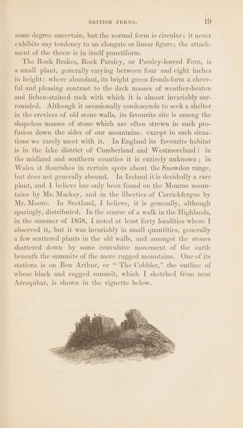 some degree uncertain, but the normal form is circular; it never exhibits any tendency to an elongate or linear figure; the attach- ment of the thecze is in itself punctiform. The Rock Brakes, Rock Parsley, or Parsley-leaved Fern, is a small plant, generally varying between four and eight inches in height: where abundant, its bright green fronds form a cheer- ful and pleasing contrast to the dark masses of weather-beaten and lichen-stained rock with which it is almost invariably sur- rounded. Although it occasionally condescends to seek a shelter in the crevices of old stone walls, its favourite site is among the shapeless masses of stone which are often strewn in such pro- fusion down the sides of our mountains: except in such situa- tions we rarely meet with it. In England its favourite habitat is in the lake district of Cumberland and Westmoreland: in the midland and southern counties it is entirely unknown ; in Wales it flourishes in certain spots about the Snowdon range, but does not generally abound. In Ireland itis decidedly a rare plant, and I believe has only been found on the Mourne moun- tains by Mr. Mackay, and in the liberties of Carrickfergus by Mr. Moore. In Scotland, I believe, it is generally, although sparingly, distributed. In the course of a walk in the Highlands, in the summer of 1858, I noted at least forty localities where I observed it, but 1t was invariably in small quantities, generally a few scattered plants in the old walls, and amongst the stones shattered down by some convulsive movement of the earth beneath the summits of the more rugged mountains. One of its stations is on Ben Arthur, or “ The Cobbler,” the outline of whose black and rugged summit, which I sketched from near Arroquhar, is shown in the vignette below.