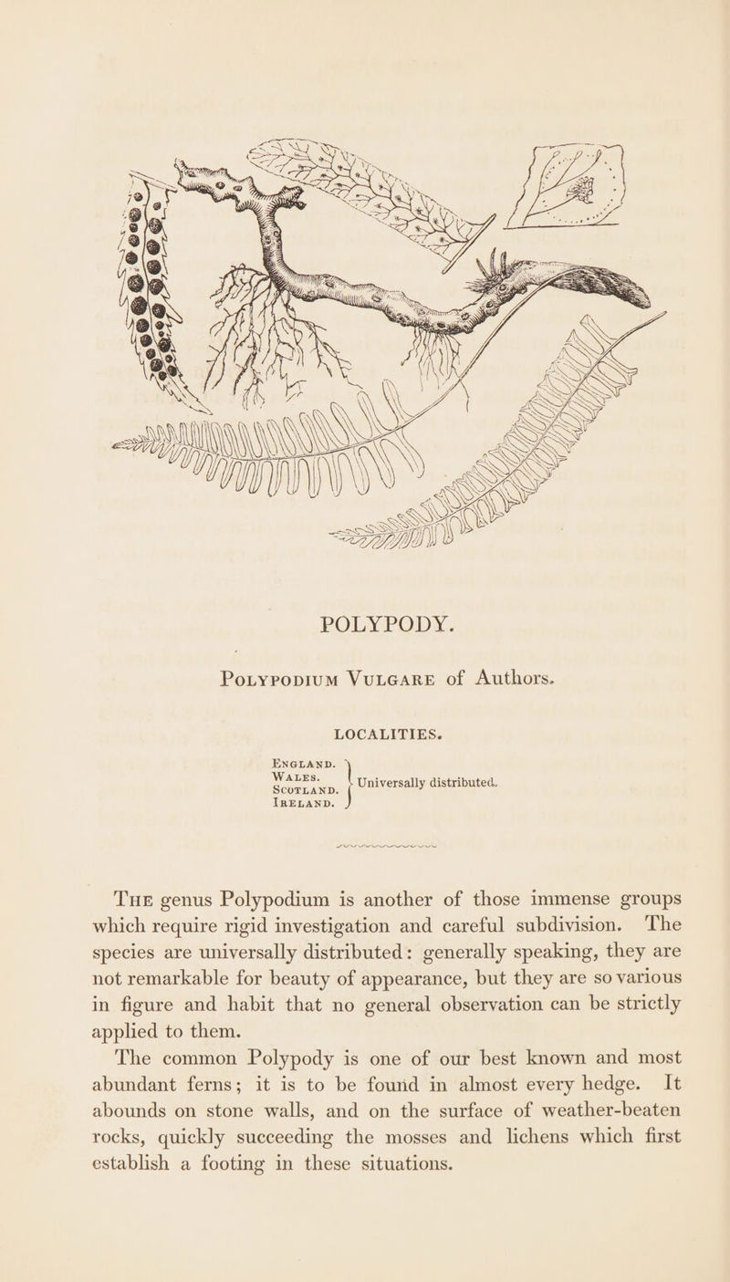 POLY PODY. PoLypopiuM VULGARE of Authors. LOCALITIES. ENGLAND. > WALES. | SCOTLAND. IRELAND. j Universally distributed. DLs THE genus Polypodium is another of those immense groups which require rigid investigation and careful subdivision. The species are universally distributed: generally speaking, they are not remarkable for beauty of appearance, but they are so various in figure and habit that no general observation can be strictly applied to them. The common Polypody is one of our best known and most abundant ferns; it is to be found in almost every hedge. It abounds on stone walls, and on the surface of weather-beaten rocks, quickly succeeding the mosses and lichens which first establish a footing in these situations.