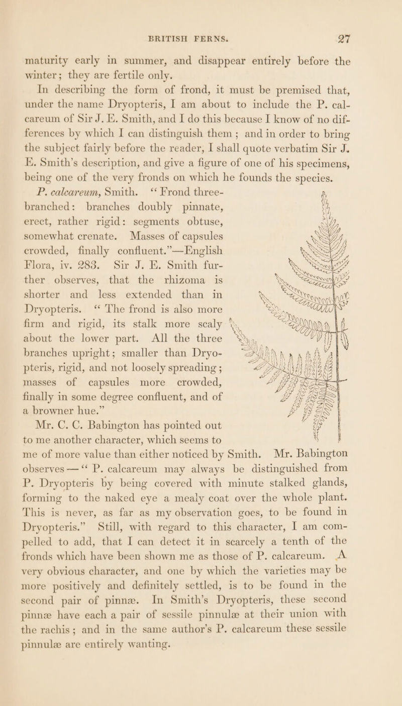 maturity early in summer, and disappear entirely before the winter; they are fertile only. In describing the form of frond, it must be premised that, under the name Dryopteris, I am about to include the P. cal- eareum of Sir J. E. Smith, and I do this because I know of no dif- ferences by which I can distinguish them ; and in order to bring the subject fairly before the reader, I shall quote verbatim Sir J. EK. Smith’s description, and give a figure of one of his specimens, being one of the very fronds on which he founds the species. P. caleareum, Smith. ‘‘ Frond three- branched: branches doubly pinnate, erect, rather rigid: segments obtuse, somewhat crenate. Masses of capsules crowded, finally confluent.”—English Flora, iv. 283. Sir J. E. Smith fur- ther observes, that the rhizoma is shorter and less extended than in Dryopteris. ‘‘ The frond is also more firm and rigid, its stalk more scaly about the lower part. AJl the three branches upright; smaller than Dryo- pteris, rigid, and not loosely spreading ; masses of capsules more crowded, finally in some degree confluent, and of a browner hue.” Mr. C. C. Babington has pointed out to me another character, which seems to me of more value than either noticed by Smith. Mr. Babington observes — “* P. calcareum may always be distinguished from P. Dryopteris by being covered with minute stalked glands, forming to the naked eye a mealy coat over the whole plant. This is never, as far as my observation goes, to be found in Dryopteris.” Still, with regard to this character, | am com- pelled to add, that I can detect it in scarcely a tenth of the fronds which have been shown me as those of P. caleareum. A very obvious character, and one by which the varieties may be more positively and definitely settled, is to be found in the second pair of pinne. In Smith’s Dryopteris, these second pinnee have each a pair of sessile pinnule at their union with the rachis; and in the same author’s P. calcareum these sessile pinnule are entirely wanting.