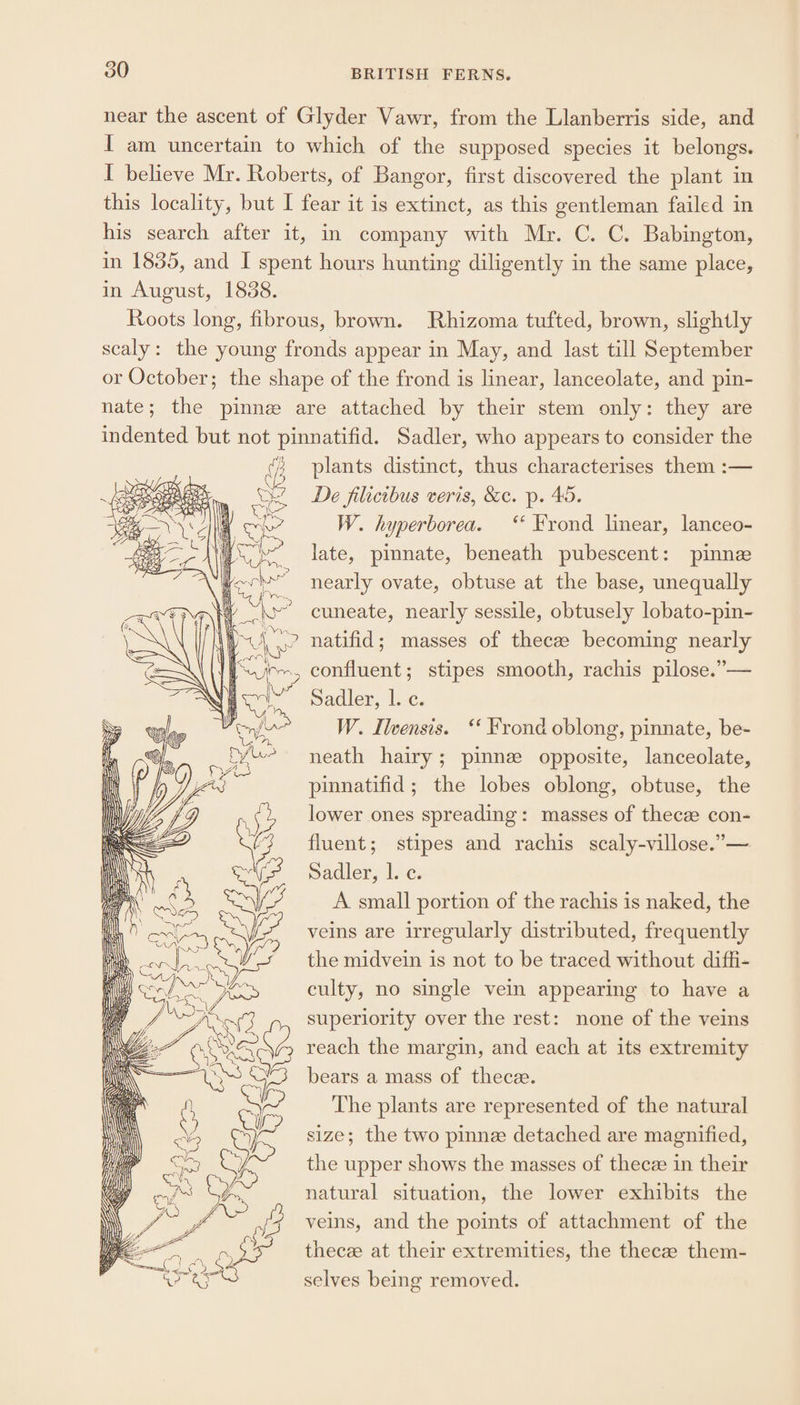 near the ascent of Glyder Vawr, from the Llanberris side, and I am uncertain to which of the supposed species it belongs. I believe Mr. Roberts, of Bangor, first discovered the plant in this locality, but I fear it is extinct, as this gentleman failed in his search after it, in company with Mr. C. C. Babington, in 1835, and I spent hours hunting diligently in the same place, in August, 1838. Roots long, fibrous, brown. Rhizoma tufted, brown, slightly scaly: the young fronds appear in May, and last till September or October; the shape of the frond is linear, lanceolate, and pin- nate; the pinne are attached by their stem only: they are indented but not pinnatifid. Sadler, who appears to consider the ; plants distinct, thus characterises them :— De filicibus veris, &amp;c. p. 45. W. hyperborea. “‘ Frond linear, lanceo- late, pinnate, beneath pubescent: pinne nearly ovate, obtuse at the base, unequally cuneate, nearly sessile, obtusely lobato-pin- > natifid; masses of thecee becoming nearly Jim, confluent; stipes smooth, rachis pilose.”— Nadler, l.-c. W. Ilwensis. ‘‘ Frond oblong, pinnate, be- neath hairy; pinnz opposite, lanceolate, pinnatifid; the lobes oblong, obtuse, the lower ones spreading: masses of thecz con- fluent; stipes and rachis scaly-villose.”— Sadler, 1. c. A small portion of the rachis is naked, the veins are irregularly distributed, frequently the midvein is not to be traced without dif_li- culty, no single vein appearing to have a superiority over the rest: none of the veins A reach the margin, and each at its extremity bears a mass of thece. The plants are represented of the natural size; the two pinne detached are magnified, i | the upper shows the masses of thecee in their a “AS en natural situation, the lower exhibits the i 7 ge ie mena, and -thionpio tino Mace nee Goal yy of a ‘ velns, an ete points ef attachment of the aan ple thece at their extremities, the thecee them- we aye selves being removed.