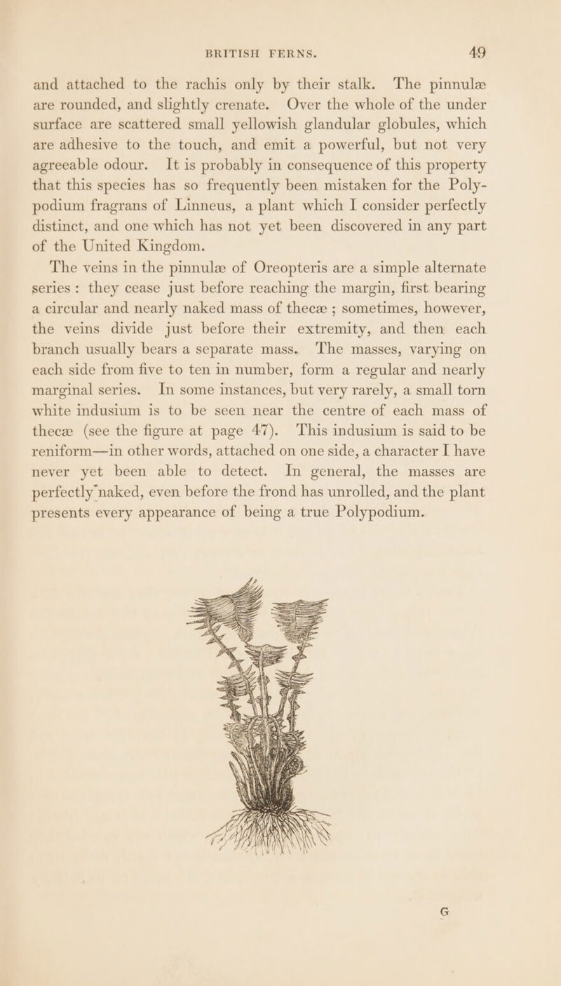 and attached to the rachis only by their stalk. The pinnule are rounded, and slightly crenate. Over the whole of the under surface are scattered small yellowish glandular globules, which are adhesive to the touch, and emit a powerful, but not very agreeable odour. It is probably in consequence of this property that this species has so frequently been mistaken for the Poly- podium fragrans of Linneus, a plant which I consider perfectly distinct, and one which has not yet been discovered in any part of the United Kingdom. The veins in the pinnulz of Oreopteris are a simple alternate series: they cease just before reaching the margin, first bearing a circular and nearly naked mass of thecz ; sometimes, however, the veins divide just before their extremity, and then each branch usually bears a separate mass. The masses, varying on each side from five to ten in number, form a regular and nearly marginal series. In some instances, but very rarely, a small torn white indusium is to be seen near the centre of each mass of thecee (see the figure at page 47). This indusium is said to be reniform—in other words, attached on one side, a character I have never yet been able to detect. In general, the masses are perfectly naked, even before the frond has unrolled, and the plant presents every appearance of being a true Polypodium. G