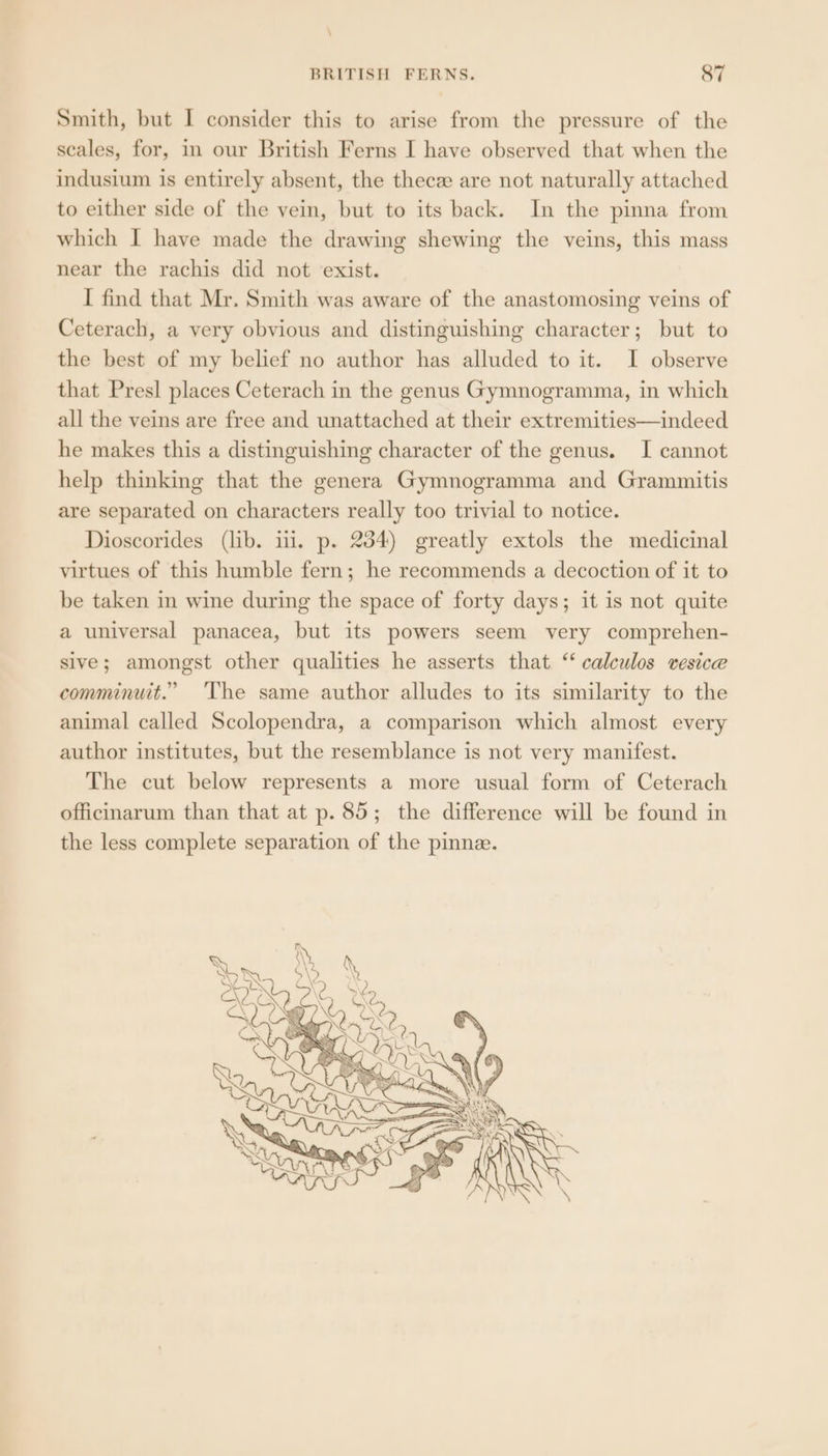 \ BRITISH FERNS. 87 Smith, but I consider this to arise from the pressure of the scales, for, in our British Ferns I have observed that when the indusium is entirely absent, the thecz are not naturally attached to either side of the vein, but to its back. In the pinna from which I have made the drawing shewing the veins, this mass near the rachis did not exist. I find that Mr. Smith was aware of the anastomosing veins of Ceterach, a very obvious and distinguishing character; but to the best of my belief no author has alluded to it. I observe that Presl places Ceterach in the genus Gymnogramma, in which all the veins are free and unattached at their extremities—indeed he makes this a distinguishing character of the genus. I cannot help thinking that the genera Gymnogramma and Grammitis are separated on characters really too trivial to notice. Dioscorides (lib. ii. p. 254) greatly extols the medicinal virtues of this humble fern; he recommends a decoction of it to be taken in wine during the space of forty days; it is not quite a universal panacea, but its powers seem very comprehen- sive; amongst other qualities he asserts that ‘‘ calculos vesice comminuit.” ‘The same author alludes to its similarity to the animal called Scolopendra, a comparison which almost every author institutes, but the resemblance is not very manifest. The cut below represents a more usual form of Ceterach officinarum than that at p. 85; the difference will be found in the less complete separation of the pinne.