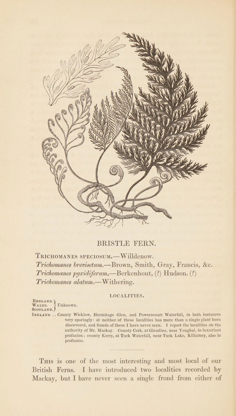 TRICHOMANES SPECIOSUM.— Willdenow. T'richomanes brevisetwm.— Brown, Smith, Gray, Francis, &amp;c. L'richomanes pyxidiferum.—Berkenhout, (?) Hudson. (?) Trichomanes alatum.— Withering. LOCALITIES. ENGLAND. WALES. } Unknown. ScoTLAND. IRELAND .. County Wicklow, Hermitage Glen, and Powerscourt Waterfall, in both instances very sparingly: at neither of these localities has more than a single plant been discovered, and fronds of these I have never seen. I report the localities on the authority of Mr. Mackay. County Cork, at Glendine, near Youghal, in luxuriant profusion; county Kerry, at Turk Waterfall, near Turk Lake, Killarney, also in profusion. RPP ALO Tus is one of the most interesting and most local of our British Ferns. I have introduced two localities recorded by Mackay, but I have never seen a single frond from either of