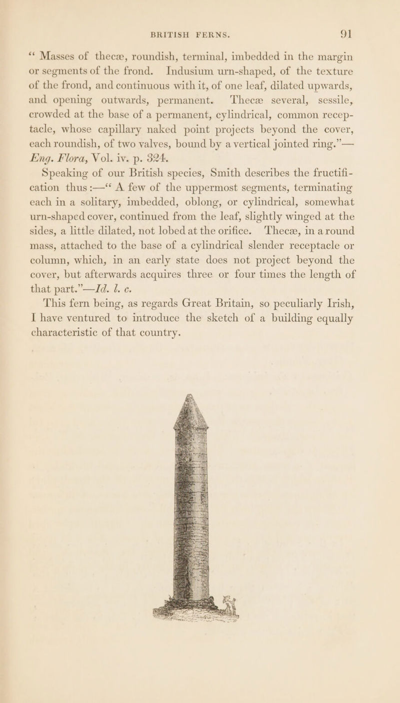 ** Masses of thecze, roundish, terminal, imbedded in the margin or segments of the frond. Indusium urn-shaped, of the texture of the frond, and continuous with it, of one leaf, dilated upwards, and opening outwards, permanent. Thece several, sessile, crowded at the base of a permanent, cylindrical, common recep- tacle, whose capillary naked point projects beyond the cover, each roundish, of two valves, bound by a vertical jointed ring.” — Eng. Flora, Vol. iv. p. 324. Speaking of our British species, Smith describes the fructifi- cation thus :—‘‘ A few of the uppermost segments, terminating each in a solitary, imbedded, oblong, or cylindrical, somewhat urn-shaped cover, continued from the leaf, slightly winged at the sides, a little dilated, not lobed at the orifice. Thece, in around mass, attached to the base of a cylindrical slender receptacle or column, which, in an early state does not project beyond the cover, but afterwards acquires three or four times the length of that part.”—Id. 1. ¢. This fern being, as regards Great Britain, so peculiarly Irish, I have ventured to introduce the sketch of a building equally characteristic of that country.