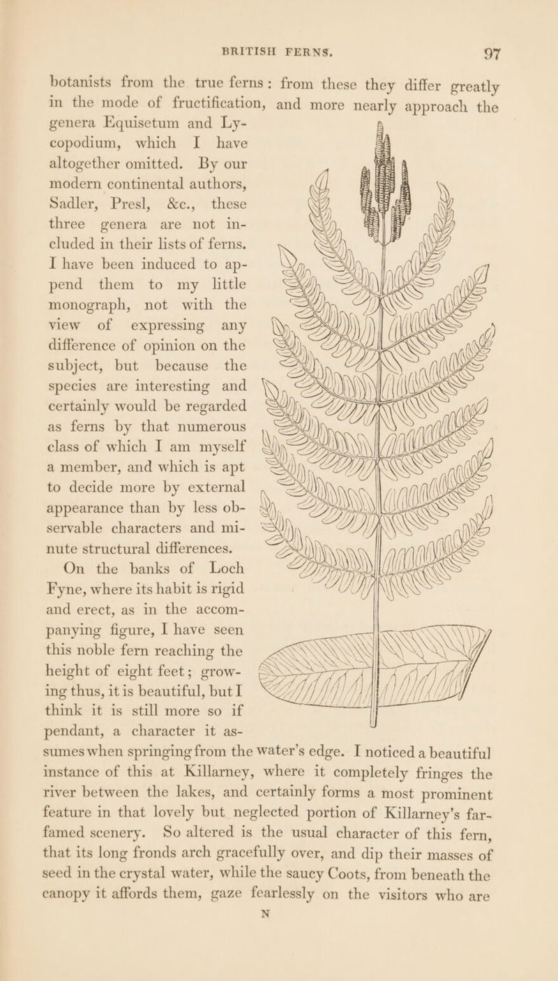 botanists from the true ferns: from these they differ greatly in the mode of fructification, and more nearly approach the genera Equisetum and Ly- : copodium, which I have altogether omitted. By our modern continental authors, Sadler, Presl, &amp;c., these three genera are not in- cluded in their lists of ferns. I have been induced to ap- pend them to my little monograph, not with the view of expressing any difference of opinion on the subject, but because the species are interesting and certainly would be regarded as ferns by that numerous class of which I am myself a member, and which is apt to decide more by external appearance than by less ob- servable characters and mi- nute structural differences. On the banks of Loch Fyne, where its habit is rigid and erect, as in the accom- panying figure, I have seen this noble fern reaching the height of eight feet; grow- ing thus, itis beautiful, but I think it is still more so if pendant, a character it as- sumes when springing from the water’s edge. I noticed a beautiful instance of this at Killarney, where it completely fringes the river between the lakes, and certainly forms a most prominent feature in that lovely but neglected portion of Killarney’s far- famed scenery. So altered is the usual character of this fern, that its long fronds arch gracefully over, and dip their masses of seed in the crystal water, while the saucy Coots, from beneath the canopy it affords them, gaze fearlessly on the visitors who are N