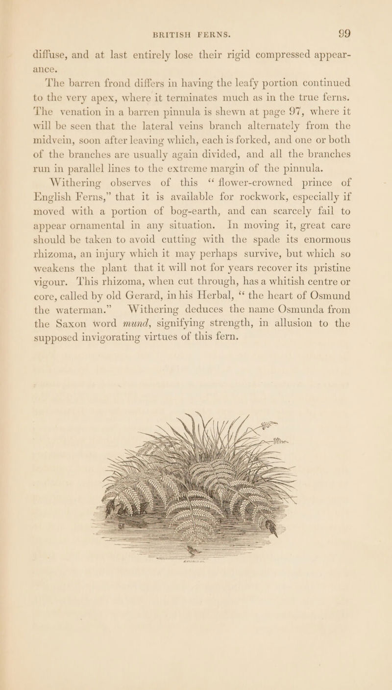 diffuse, and at last entirely lose their rigid compressed appear- ance. The barren frond differs in having the leafy portion continued to the very apex, where it terminates much as in the true ferns. The venation in a barren pinnula is shewn at page 97, where it will be seen that the lateral veins branch alternately from the midvein, soon after leaving which, each is forked, and one or both of the branches are usually again divided, and all the branches run in parallel lines to the extreme margin of the pinnula. Withering observes of this ‘“ flower-crowned prince of English Ferns,” that it is available for rockwork, especially if moved with a portion of bog-earth, and can scarcely fail to appear ornamental in any situation. In moving it, great care should be taken to avoid cutting with the spade its enormous rhizoma, an injury which it may perhaps survive, but which so weakens the plant that it will not for years recover its pristine vigour. This rhizoma, when cut through, has a whitish centre or core, called by old Gerard, in his Herbal, ‘‘ the heart of Osmund the waterman.” Withering deduces the name Osmunda from the Saxon word mund, signifying strength, in allusion to the supposed invigorating virtues of this fern.