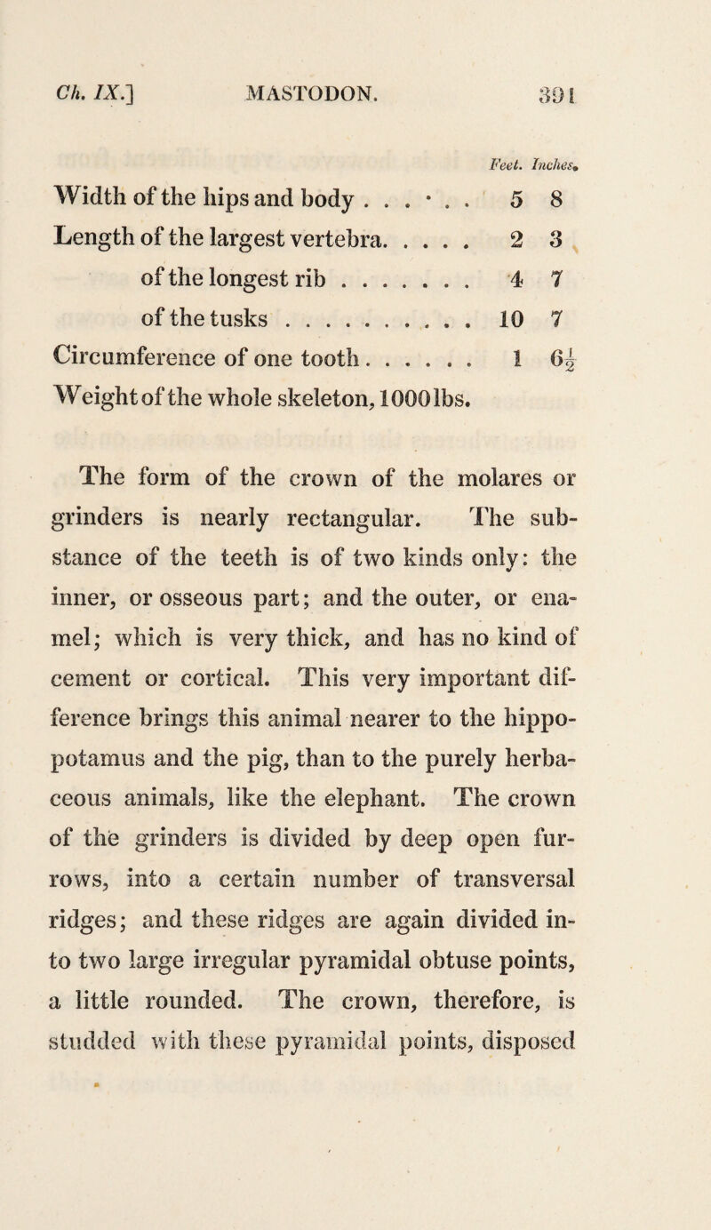 Feet. Inches• Width of the hips and body 5 8 Length of the largest vertebra. 2 3 of the longest rib. 4 7 of the tusks. 10 7 Circumference of one tooth. 1 6-| Weight of the whole skeleton, 1000 lbs. The form of the crown of the molares or grinders is nearly rectangular. The sub¬ stance of the teeth is of two kinds only: the inner, or osseous part; and the outer, or ena¬ mel ; which is very thick, and has no kind of cement or cortical. This very important dif¬ ference brings this animal nearer to the hippo¬ potamus and the pig, than to the purely herba¬ ceous animals, like the elephant. The crown of the grinders is divided by deep open fur¬ rows, into a certain number of transversal ridges; and these ridges are again divided in¬ to two large irregular pyramidal obtuse points, a little rounded. The crown, therefore, is studded with these pyramidal points, disposed