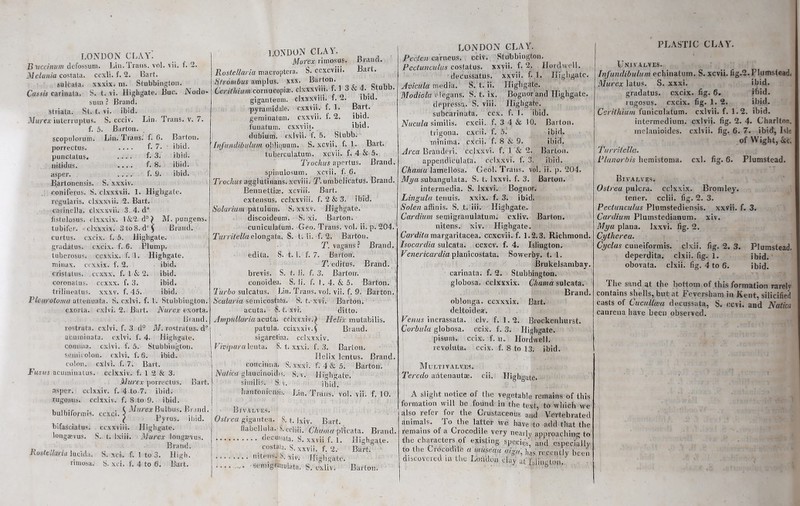 LONDON CLAY. B uccinum defossum. Lin.'lrans. vol. vii. 1. 2. Melania costata. ccxli. f. 2. Bart. sulcata, xxxix. m. Slubbington. Cassis carinala. S. t. vi. Highgate. Buc. Nodo- sum ? Brand, striata. St. t. vi. ibid. Murex iuterruptus. S. ccciv. Lin. Trans, v. 7. f. 5. Barton. scopulorum. Lin. Trans, f. 6. .... f. 7. porrectus. punctatus. nitidus. asper. Bartonensis. eoniferus. S f. 3. f. 8. f. 9. Barton. ibid. ibid. ibid. ibid. M. pungens. Brand. Highgate. S. xxxiv. clxxxvii. 1. Highgate. regularis. clxxxvii. 2. Bart, carinclla. clxxxvii. 3. 4. d° tistulosus. clxxxix. 1&2, d° lubil'er. clxxxix. 3 to 8. d° curtus. exeix. f. 5 gradatus. exeix. f. 6. Plump, tuberosus. c.cxxix. f. 1. Highgate. niinax. a xxix. f. 2. ibid, cristalus. ccxxx. f. 1 & 2. ibid, coronatus. ccxxx. f. 3. ibid, trilineatus. xxxv. f. 45. ibid. Pleurotomu attenuuta. S. cxlvi. f. 1. Stubbington. exoj ta. cxlvi. 2. Bart. Nurex exorta. Brand. rostrata. cxlvi. f. 3. d° M. rostratus. d° acuminata, cxlvi. f. 4. Highgate. comma, cxlvi. f. 5. Stubbington. semicolon, cxlvi. f. 6. ibid, colon, cxlvi. f. 7. Bart. Fusus acuininatus. cclxxiv. f. 1 2 & 3. Murex porrectus. Bart, asper. cclxxiv. f. 4 to 7. ibid, rugosus. cclxxiv. f. 8 to 9. ibid. Murex Bulbus. Bl ind. Pyrus. ibid. bifasciatus. ccxxviii. Highgate. longaevus. S. t. lxiii. Murex longsavus. Brand. hustellavia lucida. S. xci. f. 1 to 3. High. rimosa. S. xci. f. 4 to 6. Bart. bulbifonnis. ccxci. ^ LONDON CLAY. Murex rimosus. Brand. Rostcllaria macroptera. S. ccxcviii. Bait. Sfrombus amplus. xxx. Barton. Cerilhium cornucopia;, clxxxviii. f. 1 3 & 4. Stub . giganteum. clxxxviii. f. 2. ibid, pyrainidale. cxxvii. f. 1. Bart, geminalum. cxxvii. t. 2. ibid, funatum. cxxviii. ibid, dubium. cxlvii. f. 5. Stubb. Infundibulum obliquum. S. xcvii. f. 1. Bart. tuberculatum, xcvii. f. 4 & 5. Trochus apertus. Brand, spinulosum. xcvii. f. 6. Trochus agglutinahs.xcviii. T- umbelicatus. Brand. Bennettiae. xcviii. Bart, extensus. cclxxviii. f. 2 & 3. ibid. Solarium patulum. S. xxxv. Highgate. discoideum. S. xi. Barton, cuniculatum. Geo. Trans, vol. ii. p. 204. Turritella elongata. S. t. li. f. 2. Barton. T. vagans? Brand, edita. S. t. 1. f. 7. Barton. T. editus. Brand, brevis. S. t. li. f. 3. Barton, conoidea. S. li. f. I. 4. & 5. Barton. Turbo sulcatus. Lin. Trans, vol. vii. f. 9. Barton. Scularki semicostata. S. t. xvi. Barton. acuta* t. xvi. ditto. Ampullaria acuta. cclxxxivO Helix mutabilis. patula. cciixxiv.J Brand, sigaretina. cclxxxiv. Viviparu lenta. S. t. xxxi. f. 3. Barton. Helix lentus. Brand, concitma. S. xxxi. f. 4 & 5. Barton. Nalica glaucinoides. S. v. Highgate. similis. S. v. ibid”, hantoniensis. Lin. Trans, vol. vii. f. 10. Bivalves. Ostreu gigantea. S. t. Ixiv. Bart. (labellula. S. ccli-ii. Chum a pi i rata. Brand, decussata. S. xxvii f. 1. Highgate. _ costala, xxvii. f. 2. Bart. listens. S. xiv. Highgate. .... semigfiiiiulata. S. cxliv. Barton. PLASTJC CLAY. LONDON CLAY. Pecicn carneus. cciv. Stubbington. Pcdunculus costatus, xxvii. f. 2. Hordwell. decussatus. xxvii. f. 1. Highgate. Avicula media. S. t. ii. Highgate. Modiola elegans. S. t. ix. Bognor'and Highgate. depressu. S. viii. Highgate. subcarinuta. ccx. f. 1. ibid. Nucula similis. cxcii. f. 3 4 & 10. Barton, trigona. cxcii. f. 5. ibid, minima, cxcii. f. 8 & 9. ibid. Area Branderi. cclxxvi. f. 1 & 2. Barton. appendiculata. cclxxvi. f. 3. ibid. Chama lamellosa. Geol. Trans, vol. ii. p. 204. Mg a subangulata. S. t. lxxvi. f. 3. Barton. intermedia. S. lxxvi. Bognor. Lingula tenuis, xxix. f. 3. ibid. Solen affinis. S. t. iii. Highgate. Cardium semigranulatum. cxliv. Barton. nitens. xiv. Highgate. Cardita margaritacea. ccxcvii. f. 1.2.3. Richmond. Isocardia sulcata, ccxcv. f. 4. Islington. Venericardia planicostata. Sowerby. t. 1. Brukelsambay. carinata. f. 2. Stubbington. globosa. cclxxxix. Chama sulcata. Brand. oblonga. ccxxxix. Bart, deltoidea. Venus incrassata. civ. f. 1.2. Brockenhurst. Corbula globosa. ccix. f. 3. Highgate. pisum. ccix. f. u. Hordwell. revoluta. ccix. f. 8 to 13. ibid. Multivalves. Teredo ahtenautae. cii. Highgate. A slight notice of the vegetable remains of this formation will be found in the text, to which we also refer for the Crustaceous and Vertebrated animals. To the latter we have to add that the remains of a Crocodile very nearly approaching to the characters of existing species, and especially to the Crocodile a utmeau aign\ ]1as recently been discovered in the London day at Islington. Univalves. Infundibulum echinatum. S. xcvii. fig.2.Plunnstead. Murex latus. S. xxxi. ibid, gradatus. exeix. fig. 6. ibid, rugosus. exeix. fig. 1. 2. ibid. Ceritliium funiculatum. cxlvii. f. 1.2. ibid. intermedium, cxlvii. fig. 2. 4. Charlton, melanioides. cxlvii. fig. 6. 7. ibid, Isle of Wight, &c. Turritella. Plunorbis hernistoma. cxl. fig. 6. Plumstead. Bivalves. Ostreu pulcra. ec'xxix. Bromley. tener. cclii. fig. 2. 3. Peelunculus Plumstediensis. xxvii. f. 3. Cardium Plumstedianum. xiv. My a plana, lxxvi. fig. 2. Cythere a. Cyclas cuneiformis. clxii. fig. 2. 3. Plumstead. deperdita. clxii. fig. 1. ibid, obovata. clxii. fig. 4 to 6. ibid. The sand at the bottom of this formation rarelv contains shells, but at Feversham in Kent, silicified casts of Cucullwa decussata, S. oevi. and Nation canreua have been observed.