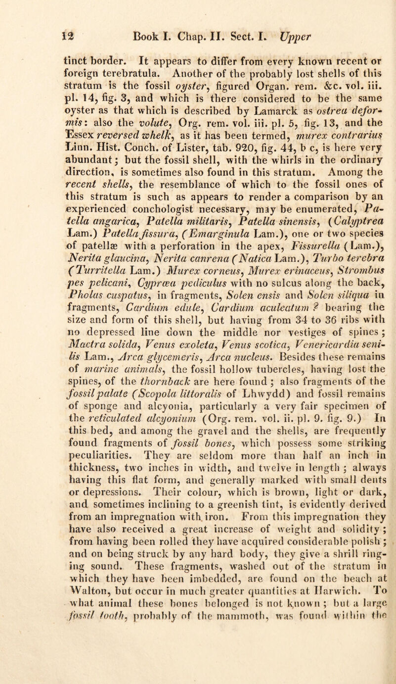 tinct border. It appears to differ from every known recent or foreign terebratula. Another of the probably lost shells of this stratum is the fossil oyster, figured Organ, rem. &c. vol. iii. pi. 14, fig. 3, and which is there considered to be the same oyster as that which is described by Lamarck as ostrea defor- mis: also the volute, Org. rem. vol. iii. pi. 5, fig. 13, and the Essex reversed whelk, as it has been termed, murex contrarius Linn. Hist. Conch, of Lister, tab. 920, fig. 44, b c, is here very abundant; but the fossil shell, with the whirls in the ordinary direction, is sometimes also found in this stratum. Among the recent shells, the resemblance of which to the fossil ones of this stratum is such as appears to render a comparison by an experienced conchologist necessary, may be enumerated, Pa- tella angarica, Patella militarise Patella sinensis, (Calyptrea Lam.) PatellaJissura, (Emargmula Lam.), one or two species of patellae with a perforation in the apex, Fissurella (Lam.), Nerita glaucina, Nerita canrena (Natica Lam.), Turbo terebra (Turritella Lam.) Murex corneas, Murex erinaceus, Strombus pes pelicani, Cyprcea pediculus with no sulcus along the back, Pholas cuspatus, in fragments, Solen ensis and Solen siliqua in fragments, Cardium edule, Cardium aculeatum ? bearing the size and form of this shell, but having from 34 to 36 ribs with no depressed line down the middle nor vestiges of spines; Mactra solida, Venus exoleta, Venus s colic a, Venericardia seni- lis Lam., Area glycemeris, Area nucleus. Besides these remains of marine animals, the fossil hollow- tubercles, having lost the spines, of the thornback are here found ; also fragments of the fossil palate (Scopola littoralis of Lhwydd) and fossil remains of sponge and alcyonia, particularly a very fair specimen of the reticulated alcyonium (Org. rem. vol. ii. pi. 9. fig. 9.) In this bed, and among the gravel and the shells, are frequently found fragments of fossil bones, which possess some striking peculiarities. They are seldom more than half an inch in thickness, two inches in width, and twelve in length ; always having this fiat form, and generally marked with small dents or depressions. Their colour, which is brown, light or dark, and sometimes inclining to a greenish tint, is evidently derived from an impregnation with iron. From this impregnation they have also received a great increase of weight and solidity ; from having been rolled they have acquired considerable polish ; and on being struck by any hard body, they give a shrill ring- ing sound. These fragments, washed out of the stratum in which they have been imbedded, are found on the beach at Walton, but occur in much greater quantities at Harwich. To what animal these bones belonged is not known ; but a large fossil tooth, probably of the mammoth, was found within the