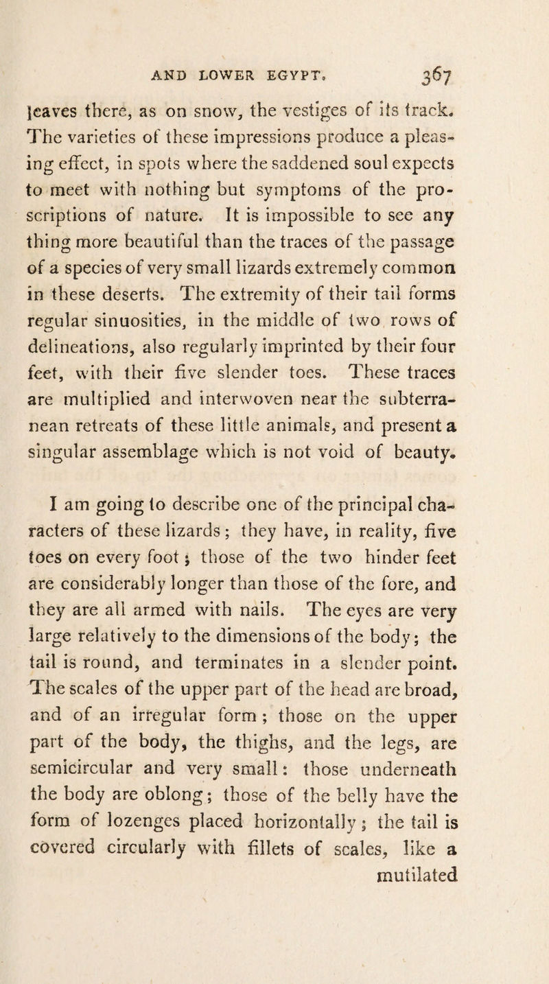 leaves there, as on snow, the vestiges of its track. The varieties of these impressions produce a pleas» ing effect, in spots where the saddened soul expects to meet with nothing but symptoms of the pro¬ scriptions of nature. It is impossible to see any thing more beautiful than the traces of the passage of a species of very small lizards extremely common in these deserts. The extremity of their tail forms regular sinuosities, in the middle of two rows of delineations, also regularly imprinted by their four feet, with their five slender toes. These traces are multiplied and interwoven near the subterra¬ nean retreats of these little animals, and présenta singular assemblage which is not void of beauty* I am going to describe one of the principal cha¬ racters of these lizards ; they have, in reality, five toes on every foot ; those of the two hinder feet are considerably longer than those of the fore, and they are all armed with nails. The eyes are very large relatively to the dimensions of the body; the tail is round, and terminates in a slender point. The scales of the upper part of the head are broad, and of an irregular form ; those on the upper part of the body, the thighs, and the legs, are semicircular and very small : those underneath the body are oblong ; those of the belly have the form of lozenges placed horizontally ; the tail is covered circularly with fillets of scales, like a mutilated