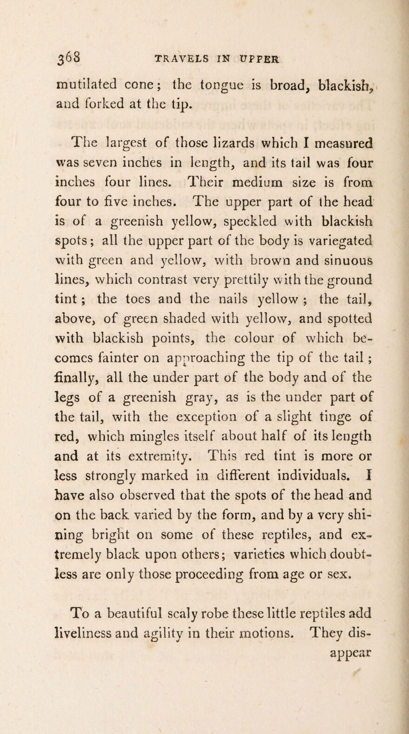mutilated cone ; the tongue is broad, blackish, and forked at the tip. The largest of those lizards which I measured was seven inches in length, and its tail was four inches four lines. Their medium size is from four to live inches. The upper part of the head is of a greenish yellow, speckled with blackish spots ; all the upper part of the body is variegated with green and yellow, with brown and sinuous lines, which contrast very prettily with the ground tint ; the toes and the nails yellow ; the tail, above, of green shaded with yellow, and spotted with blackish points, the colour of which be¬ comes fainter on approaching the tip of the tail ; finally, all the under part of the body and of the legs of a greenish gray, as is the under part of the tail, with the exception of a slight tinge of red, which mingles itself about half of its length and at its extremity. This red tint is more or less strongly marked in different individuals. I have also observed that the spots of the head and on the back varied by the form, and by a very shi¬ ning bright on some of these reptiles, and ex» tremely black upon others; varieties which doubt¬ less are only those proceeding from age or sex. To a beautiful scaly robe these little reptiles add liveliness and agility in their motions. They dis¬ appear