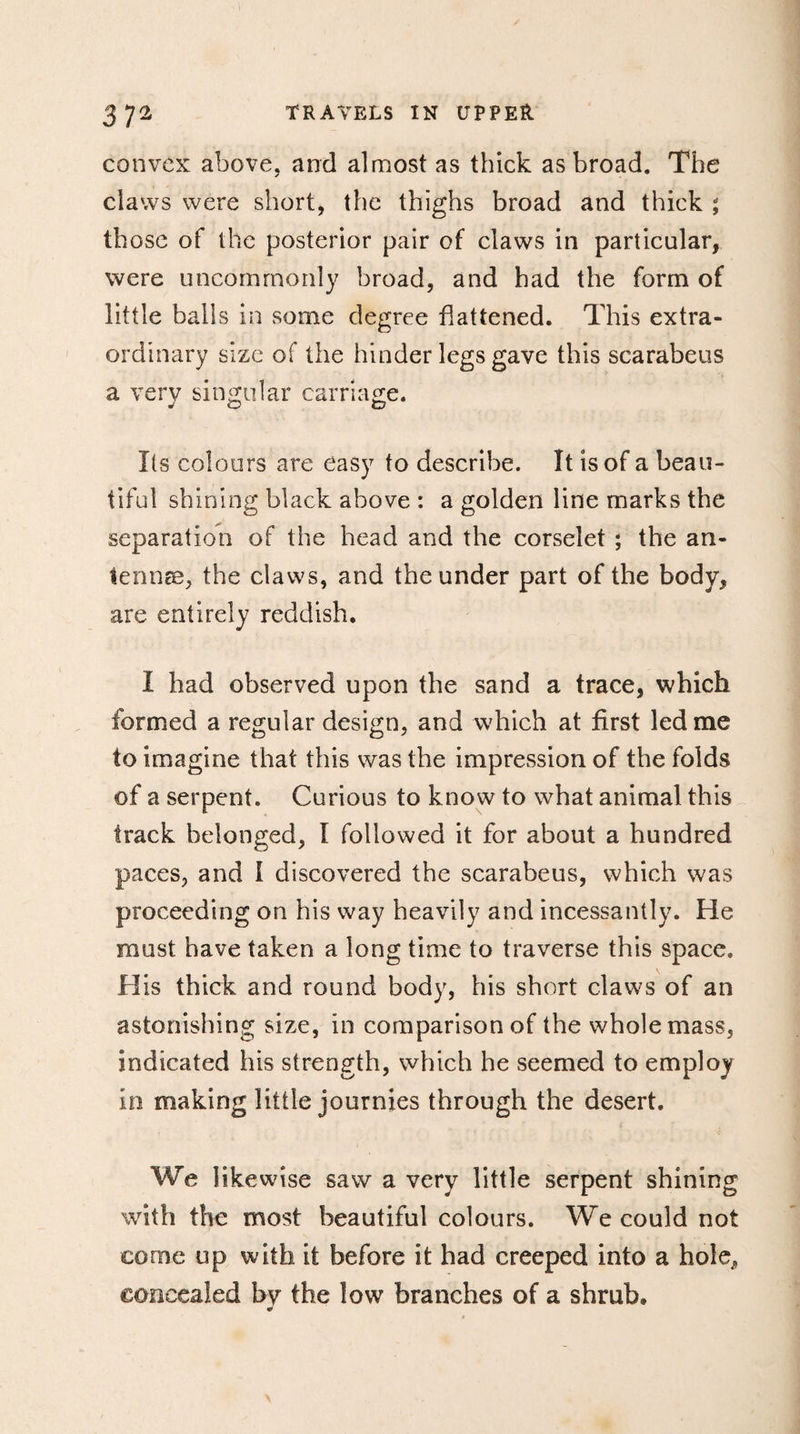 convex above, and almost as thick as broad. The claws were short, the thighs broad and thick ; those of the posterior pair of claws in particular, were uncommonly broad, and had the form of little balls in some degree flattened. This extra¬ ordinary size of the hinder legs gave this scarabeus a verv singular carriage. Its colours are easy to describe. It is of a beau¬ tiful shining black above : a golden line marks the separation of the head and the corselet ; the an¬ tennae, the claws, and the under part of the body, are entirely reddish. I had observed upon the sand a trace, which formed a regular design, and which at first led me to imagine that this was the impression of the folds of a serpent. Curious to know to what animal this track belonged, I followed it for about a hundred paces, and I discovered the scarabeus, which was proceeding on his way heavily and incessantly. He must have taken a long time to traverse this space. His thick and round body, his short claws of an astonishing size, in comparison of the whole mass, indicated his strength, which he seemed to employ in making little journies through the desert. We likewise saw a very little serpent shining with the most beautiful colours. We could not come up with it before it had creeped into a hole, concealed by the low branches of a shrub. ¥