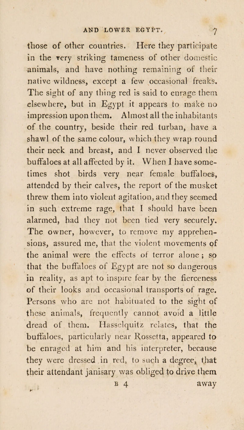 those of other countries. Here they participate in the very striking tameness of other domestic animals, and have nothing remaining of their native wildness, except a few occasional freaks. The sight of any thing red is said to enrage them elsewhere, but in Egypt it appears to make no impression upon them. Almost all the inhabitants of the country, beside their red turban, have a shawl of the same colour, which they wrap round their neck and breast, and I never observed the buffaloes at all affected by it. When I have some¬ times shot birds very near female buffaloes. • * attended by their calves, the report of the musket threw them into violent agitation, and they seemed in such extreme rage, that I should have been alarmed, bad they not been tied very securely. The owner, however, to remove my apprehen¬ sions, assured me, that the violent movements of the animal were the effects of terror alone ; so that the buffaloes of Egypt are not so dangerous in reality, as apt to inspire fear by the fierceness of their looks and occasional transports of rage. Persons who are not habituated to the sight of these animals, frequently cannot avoid a little dread of them. Hasselquitz relates, that the butfaloes, particularly near Rossetta, appeared to be enraged at him and his interpreter, because they were dressed in red, to such a degree, that their attendant janisary was obliged to drive them b 4 away