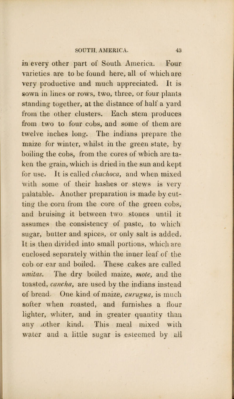 in every other part of South America. Four varieties are to be found here, all of which are very productive and much appreciated. It is sown in lines or rows, two, three, or four plants standing together, at the distance of half a yard from the other clusters. Each stem produces from two to four cobs, and some of them are twelve inches long. The indians prepare the maize for winter, whilst in the green state, by boiling the cobs, from the cores of which are ta¬ ken the grain, which is dried in the sun and kept for use. It is called chuchoca, and when mixed with some of their hashes or stews is very palatable. Another preparation is made by cut¬ ting the corn from the core of the green cobs, and bruising it between two stones until it assumes the consistency of paste, to which sugar, butter and spices, or only salt is added. It is then divided into small portions, which are enclosed separately within the inner leaf of the cob or ear and boiled. These cakes are called umitas. The dry boiled maize, mote, and the toasted, cancha, are used by the indians instead of bread. One kind of maize, curugua, is much softer when roasted, and furnishes a Hour lighter, whiter, and in greater quantity than any other kind. This meal mixed with water and a little sugar is esteemed by all