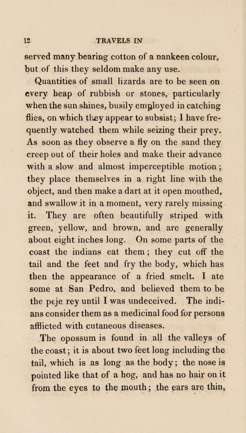 served many bearing cotton of a nankeen colour, but of this they seldom make any use. Quantities of small lizards are to be seen on every heap of rubbish or stones, particularly when the sun shines, busily employed in catching flies, on which they appear to subsist; I have fre¬ quently watched them while seizing their prey. As soon as they observe a fly on the sand they creep out of their holes and make their advance with a slow and almost imperceptible motion; they place themselves in a right line with the object, and then make a dart at it open mouthed, and swallow it in a moment, very rarely missing it. They are often beautifully striped with green, yellow, and brown, and are generally about eight inches long. On some parts of the coast the indians eat them; they cut off the tail and the feet and fry the body, which has then the appearance of a fried smelt. I ate some at San Pedro, and believed them to be the peje rey until I was undeceived. The indi¬ ans consider them as a medicinal food for persons afflicted with cutaneous diseases. The opossum is found in all the valleys of the coast; it is about two feet long including the tail, which is as long as the body; the nose is pointed like that of a hog, and has no hair on it from the eyes to the mouth; the ears are thin,