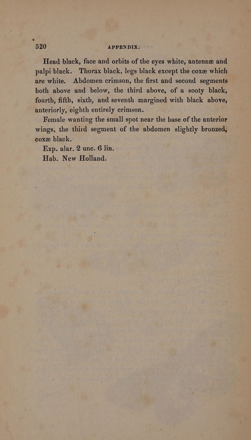 + 520 APPENDIX. Head black, face and orbits of the eyes white, antenne and palpi black. Thorax black, legs black except the coxe which are white. Abdomen crimson, the first and second segments both above and below, the third above, of a sooty black, fourth, fifth, sixth, and seventh margined with black above, anteriorly, eighth entirely crimson. Female wanting the small spot near the base of the anterior wings, the third segment of the abdomen slightly bronzed, coxe black. Exp. alar. 2 unc. 6 lin. Hab. New Holland.