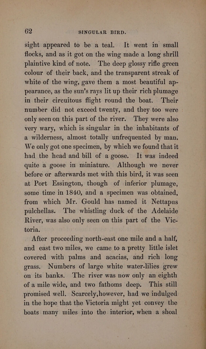 sight appeared to be a teal. It went in small flocks, and as it got on the wing made a long shrill plaintive kind of note. The deep glossy rifle green colour of their back, and the transparent streak of white of the wing, gave them a most beautiful ap- pearance, as the sun’s rays lit up their rich plumage in their circuitous flight round the boat. Their number did not exceed twenty, and they too were - only seen on this part of the river. They were also very wary, which is singular in the inhabitants of a wilderness, almost totally unfrequented by man. We only got one specimen, by which we found that it had the head and bill of a goose. It was indeed quite a goose in miniature. Although we never before or afterwards met with this bird, it was seen at Port Essington, though of inferior plumage, some time in 1840, and a specimen was obtained, from which Mr. Gould has named it Nettapus pulchellas. ‘The whistling duck of the Adelaide River, was also only seen on this part of the Vic- toria. After proceeding north-east one mile and a half, and east two miles, we came to a pretty little islet covered with palms and acacias, and rich long grass. Numbers of large white water-lilies grew on its banks. The river was now only an eighth of a mile wide, and two fathoms deep. This still promised well. Scarcely,however, had we indulged in the hope that the Victoria might yet convey the boats many miles into the interior, when a shoal