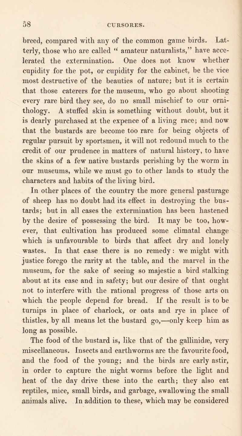 breed, compared with any of tlie common game birds. Lat¬ terly, those who are called amateur naturalists,” have acce¬ lerated the extermination. One does not know whether cupidity for the pot, or cupidity for the cabinet, be the vice most destructive of the beauties of nature; but it is certain that those caterers for the museum, who go about shooting every rare bird they see, do no small mischief to our orni¬ thology. A stuffed skin is something without doubt, but it is dearly purchased at the expence of a living race; and now that the bustards are become too rare for being objects of regular pursuit by sportsmen, it will not redound much to the credit of our prudence in matters of natural history, to have the skins of a few native bustards perishing by the worm in our museums, while we must go to other lands to study the characters and habits of the living bird. In other places of the country the more general pasturage of sheep has no doubt had its effect in destroying the bus¬ tards; but in all cases the extermination has been hastened by the desire of possessing the bird. It may be too, how¬ ever, that cultivation has produced some climatal change which is unfavourable to birds that affect dry and lonely wastes. In that case there is no remedy: we might with justice forego the rarity at the table, and the marvel in the museum, for the sake of seeing so majestic a bird stalking about at its ease and in safety; but our desire of that ought not to interfere with the rational progress of those arts on which the people depend for bread. If the result is to be turnips in place of charlock, or oats and rye in place of thistles, by all means let the bustard go,—only keep him as long as possible. The food of the bustard is, like that of the gallinidae, very miscellaneous. Insects and earthworms are the favourite food, and the food of the young; and the birds are early astir, in order to capture the night worms before the light and heat of the day drive these into the earth; they also eat reptiles, mice, small birds, and garbage, swallowing the small animals alive. In addition to these, which may be considered