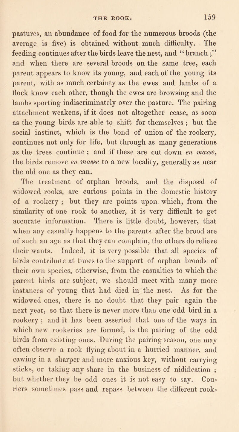 pastures, an abundance of food for the numerous broods (the average is five) is obtained without much difficulty. The feeding continues after the birds leave the nest, and “ branch and when there are several broods on the same tree, each parent appears to know its young, and each of the young its parent, with as much certainty as the ewes and lambs of a flock know each other, though the ewes are browsing and the lambs sporting indiscriminately over the pasture. The pairing attachment weakens, if it does not altogether cease, as soon as the young birds are able to shift for themselves ; but the social instinct, which is the bond of union of the rookery, continues not only for life, but through as many generations as the trees continue ; and if these are cut down en masse^ the birds remove en masse to a new locality, generally as near the old one as they can. The treatment of orphan broods, and the disposal of widowed rooks, are curious points in the domestic history of a rookery ; but they are points upon which, from the similarity of one rook to another, it is very difficult to get accurate information. There is little doubt, however, that when any casualty happens to the parents after the brood are of such an age as that they can complain, the others do relieve their wants. Indeed, it is very possible that all species of birds contribute at times to the support of orphan broods of their own species, otherwise, from the casualties to which the parent birds are subject, we should meet with many more instances of young that had died in the nest. As for the widowed ones, there is no doubt that they pair again the next year, so that there is never more than one odd bird in a rookery ; and it has been asserted that one of the ways in which new rookeries are formed, is the pairing of the odd birds from existing ones. During the pairing season, one may often observe a rook flying about in a hurried manner, and cawing in a sharper and more anxious key, without carrying sticks, or taking any share in the business of nidification ; but whether they be odd ones it is not easy to say. Cou¬ riers sometimes pass and repass between the different rook-