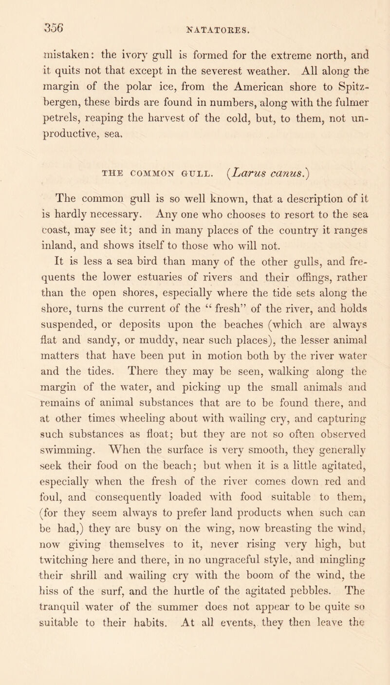 3 56 mistaken: the ivory gull is formed for the extreme north, and it quits not that except in the severest weather. All along the margin of the polar ice, from the American shore to Spits¬ bergen, these birds are found in numbers, along with the fulmer petrels, reaping the harvest of the cold, but, to them, not un¬ productive, sea. THE COMMON GULL. (LdTUS CCinUS.) The common gull is so well known, that a description of it is hardly necessary. Any one who chooses to resort to the sea coast, may see it; and in many places of the country it ranges inland, and shows itself to those who will not. It is less a sea bird than many of the other gulls, and fre¬ quents the lower estuaries of rivers and their offings, rather than the open shores, especially where the tide sets along the shore, turns the current of the “ fresh” of the river, and holds suspended, or deposits upon the beaches (which are always flat and sandy, or muddy, near such places), the lesser animal matters that have been put in motion both by the river water and the tides. There they may be seen, walking along the margin of the water, and picking up the small animals and remains of animal substances that are to be found there, and at other times wheeling about with wailing cry, and capturing such substances as float; but they are not so often observed swimming. When the surface is very smooth, they generally seek their food on the beach; but when it is a little agitated, especially when the fresh of the river comes down red and foul, and consequently loaded Avith food suitable to them, (for they seem always to prefer land products when such can be had,) they are busy on the wing, now breasting the wind, now giving themselves to it, never rising very high, but twitching here and there, in no ungraceful style, and mingling their shrill and wailing cry with the boom of the wind, the hiss of the surf, and the hurtle of the agitated pebbles. The tranquil water of the summer does not appear to be quite so suitable to their habits. At all events, they then leave the