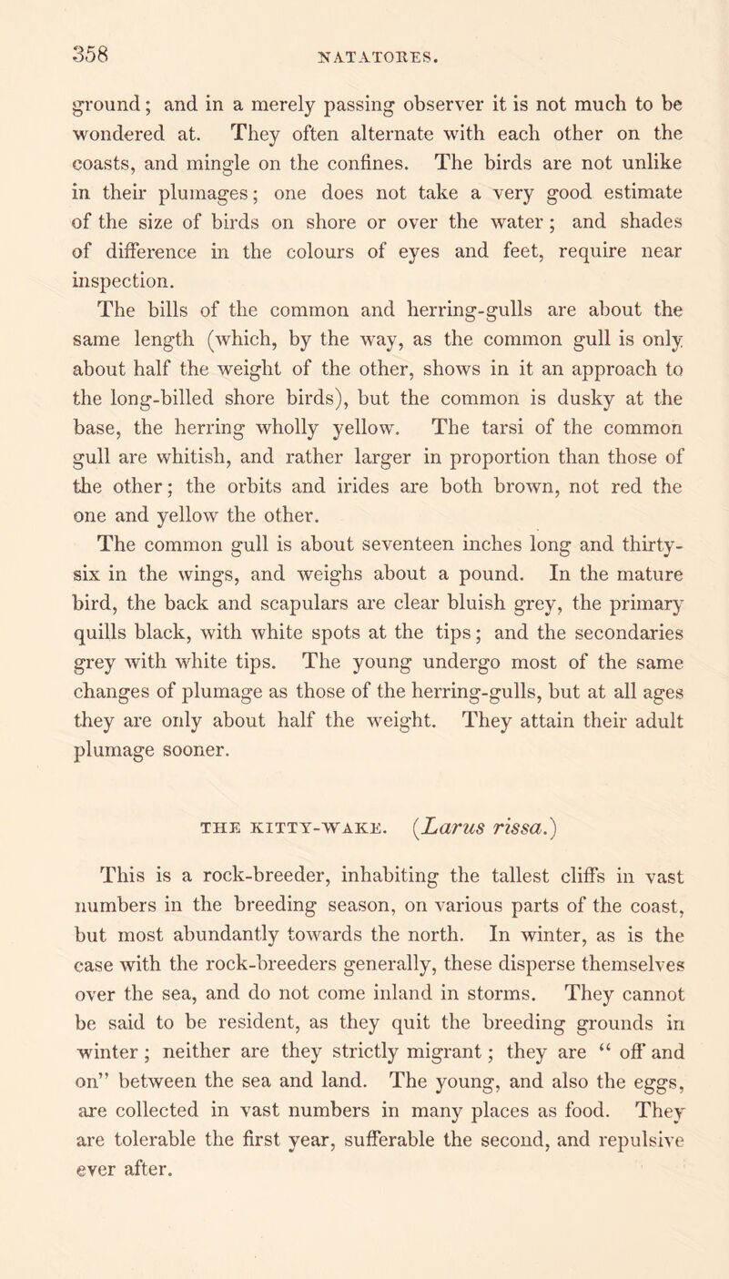 ground; and in a merely passing observer it is not much to be wondered at. They often alternate with each other on the coasts, and mingle on the confines. The birds are not unlike in their plumages; one does not take a very good estimate of the size of birds on shore or over the water ; and shades of difference in the colours of eyes and feet, require near inspection. The bills of the common and herring-gulls are about the same length (which, by the way, as the common gull is only about half the weight of the other, shows in it an approach to the long-billed shore birds), but the common is dusky at the base, the herring wholly yellow. The tarsi of the common gull are whitish, and rather larger in proportion than those of the other; the orbits and irides are both brown, not red the one and yellow the other. The common gull is about seventeen inches long and thirty- six in the wings, and weighs about a pound. In the mature bird, the back and scapulars are clear bluish grey, the primary quills black, with white spots at the tips; and the secondaries grey with white tips. The young undergo most of the same changes of plumage as those of the herring-gulls, but at all ages they are only about half the weight. They attain their adult plumage sooner. THE KITTY-WAKE. (LaVUS riSSCL.) This is a rock-breeder, inhabiting the tallest cliffs in vast numbers in the breeding season, on various parts of the coast, but most abundantly towards the north. In winter, as is the case with the rock-breeders generally, these disperse themselves over the sea, and do not come inland in storms. They cannot be said to be resident, as they quit the breeding grounds in winter ; neither are they strictly migrant; they are “ off* and on” between the sea and land. The young, and also the eggs, are collected in vast numbers in many places as food. They are tolerable the first year, sufferable the second, and repulsive ever after.